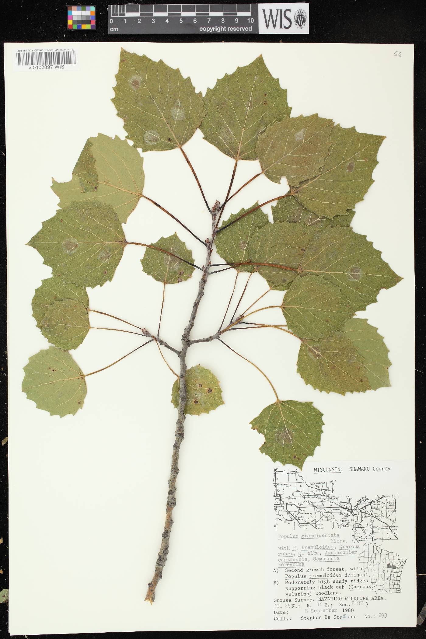 Populus grandidentata image