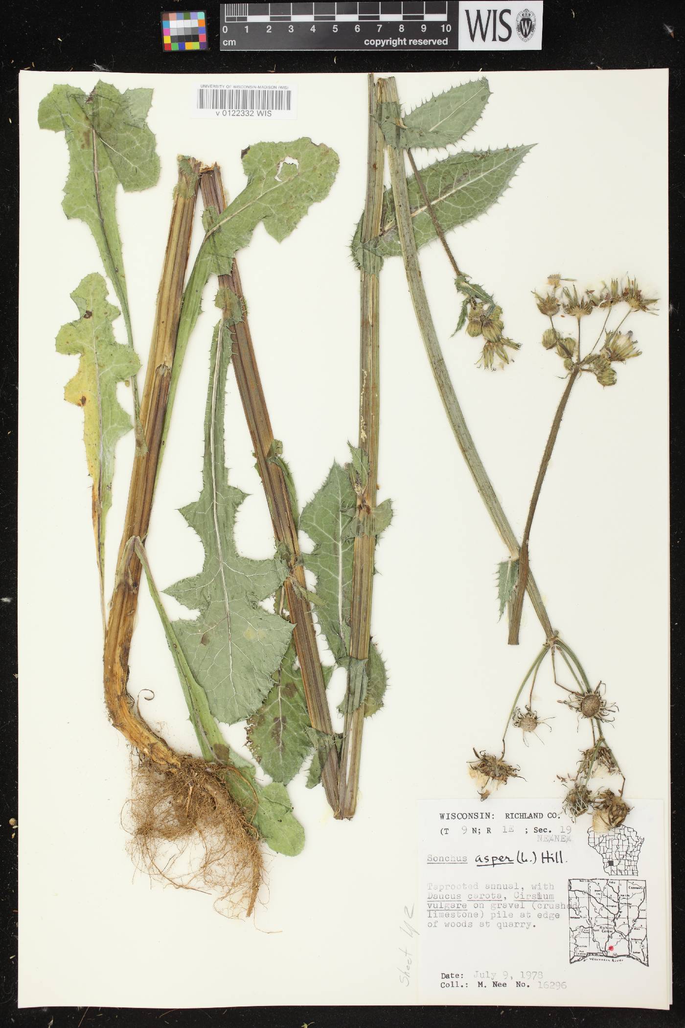 Sonchus asper image