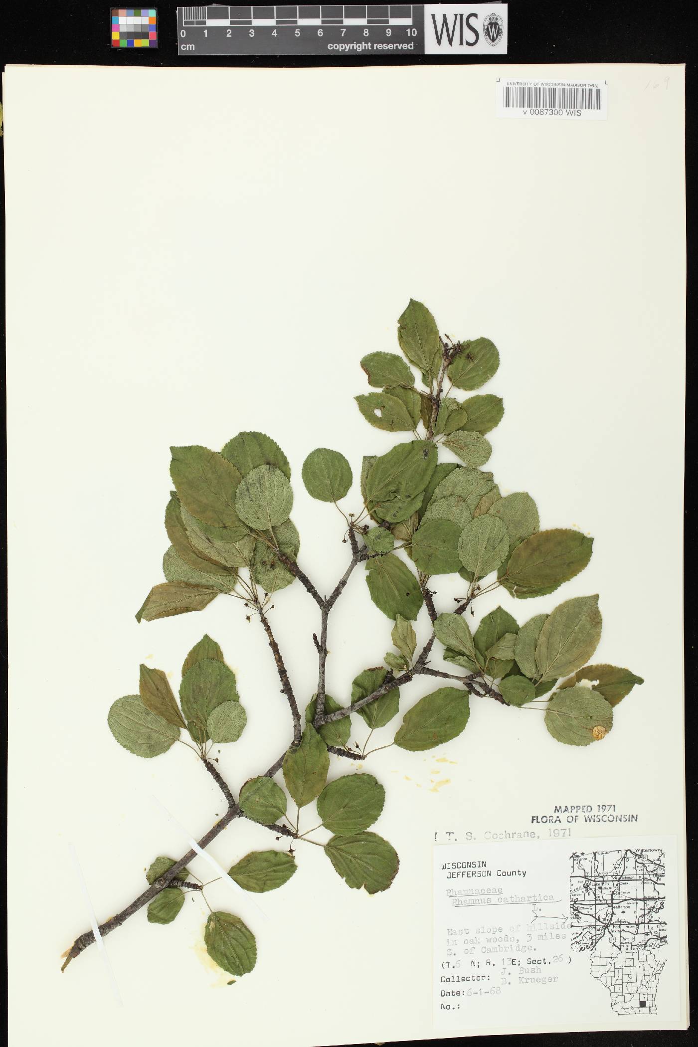 Rhamnus cathartica image