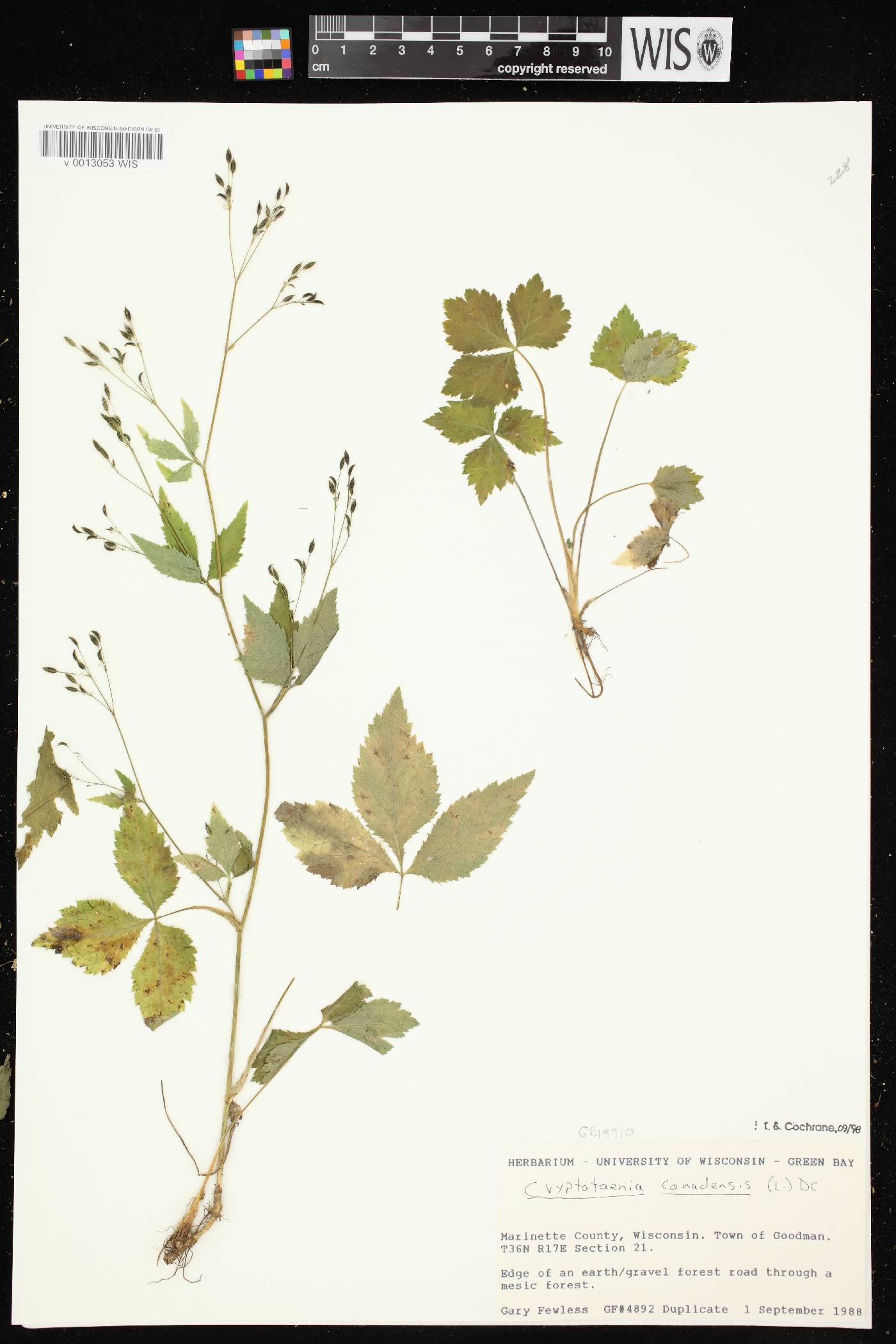 Cryptotaenia canadensis image