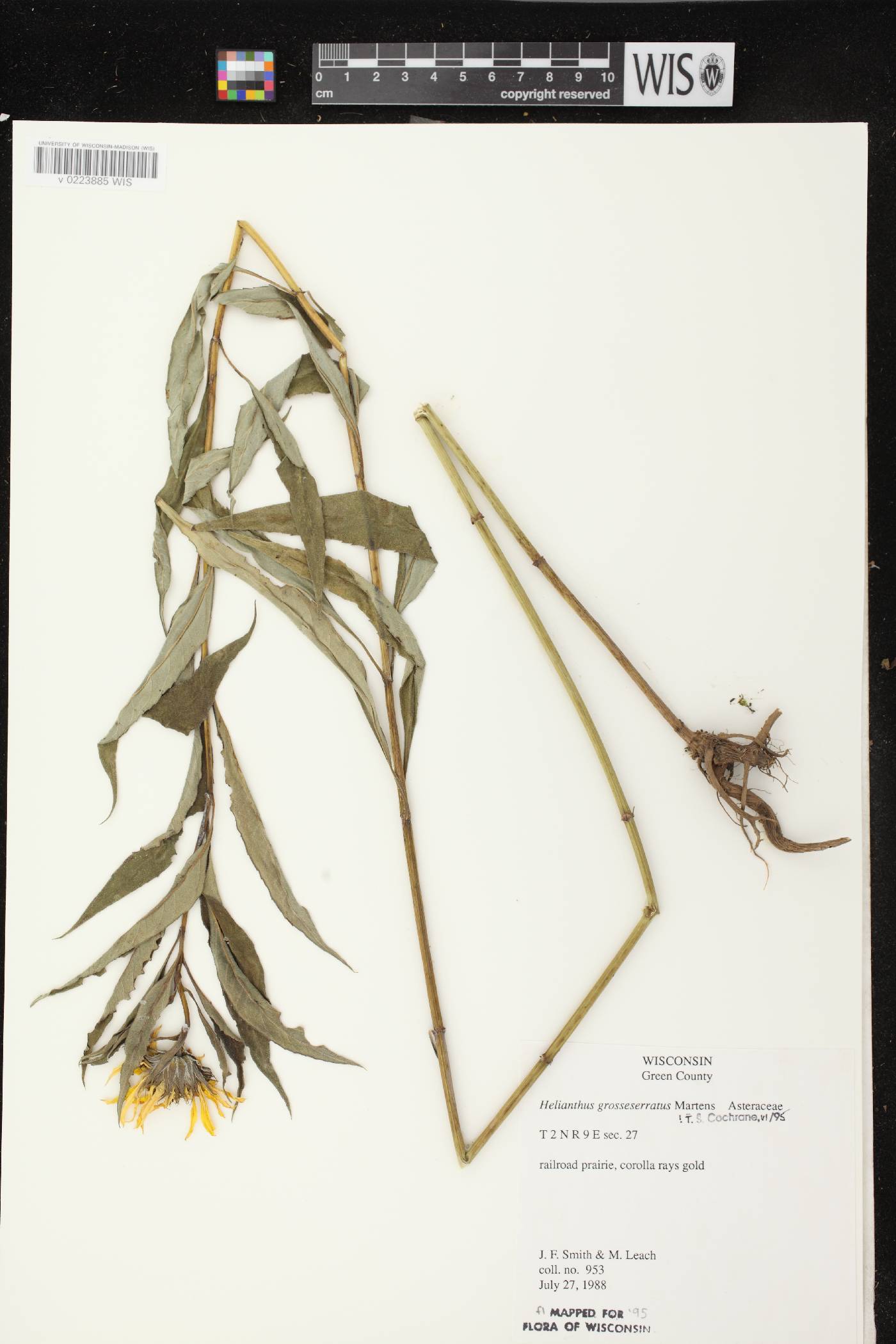 Helianthus grosseserratus image