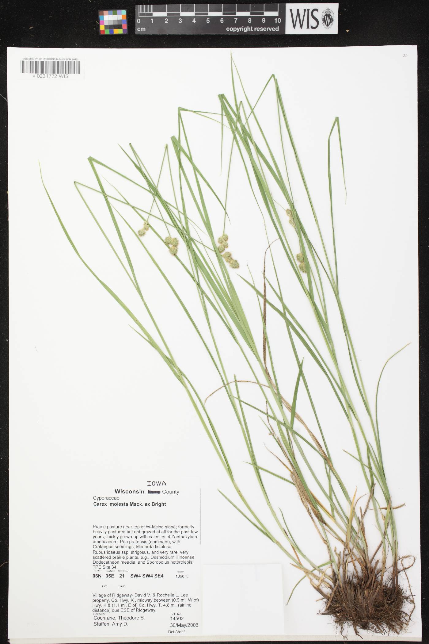 Carex molesta image