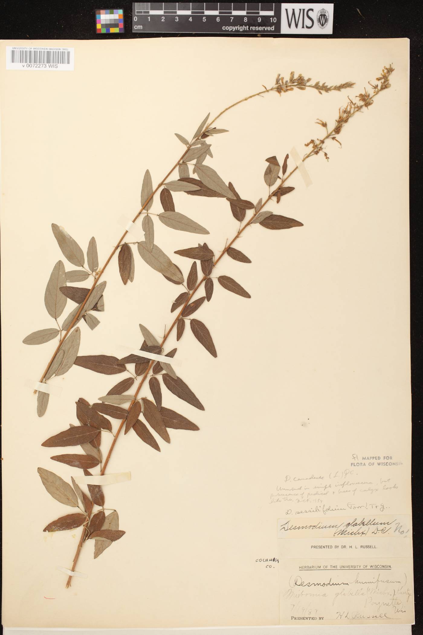 Desmodium canadense image