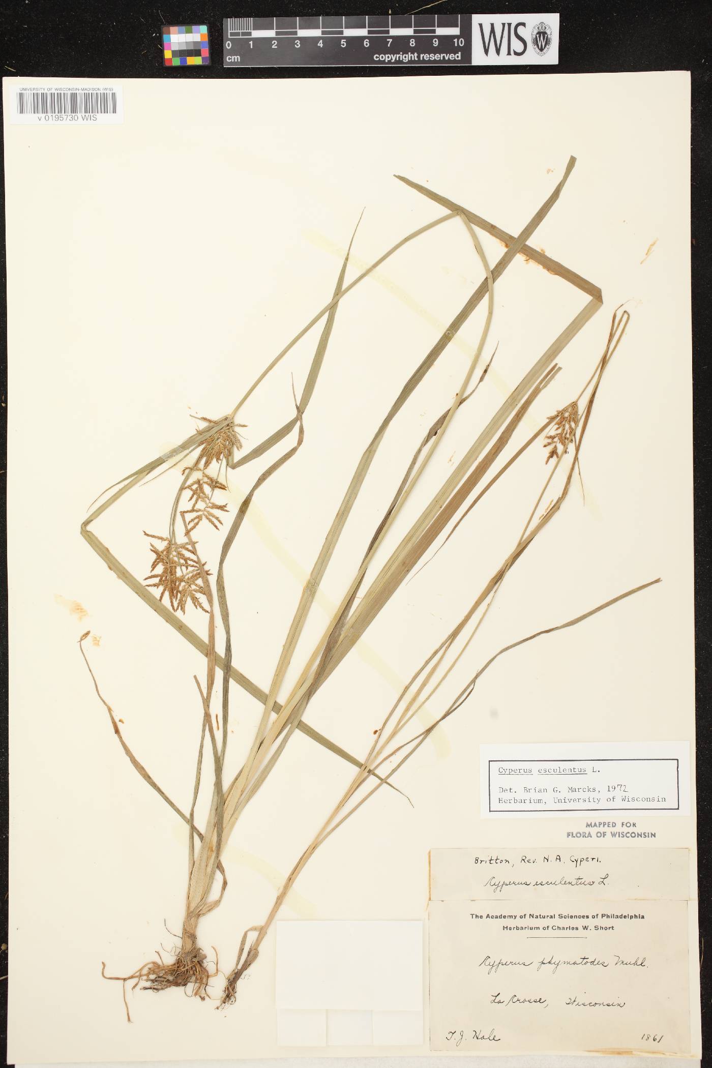 Cyperus esculentus var. leptostachyus image