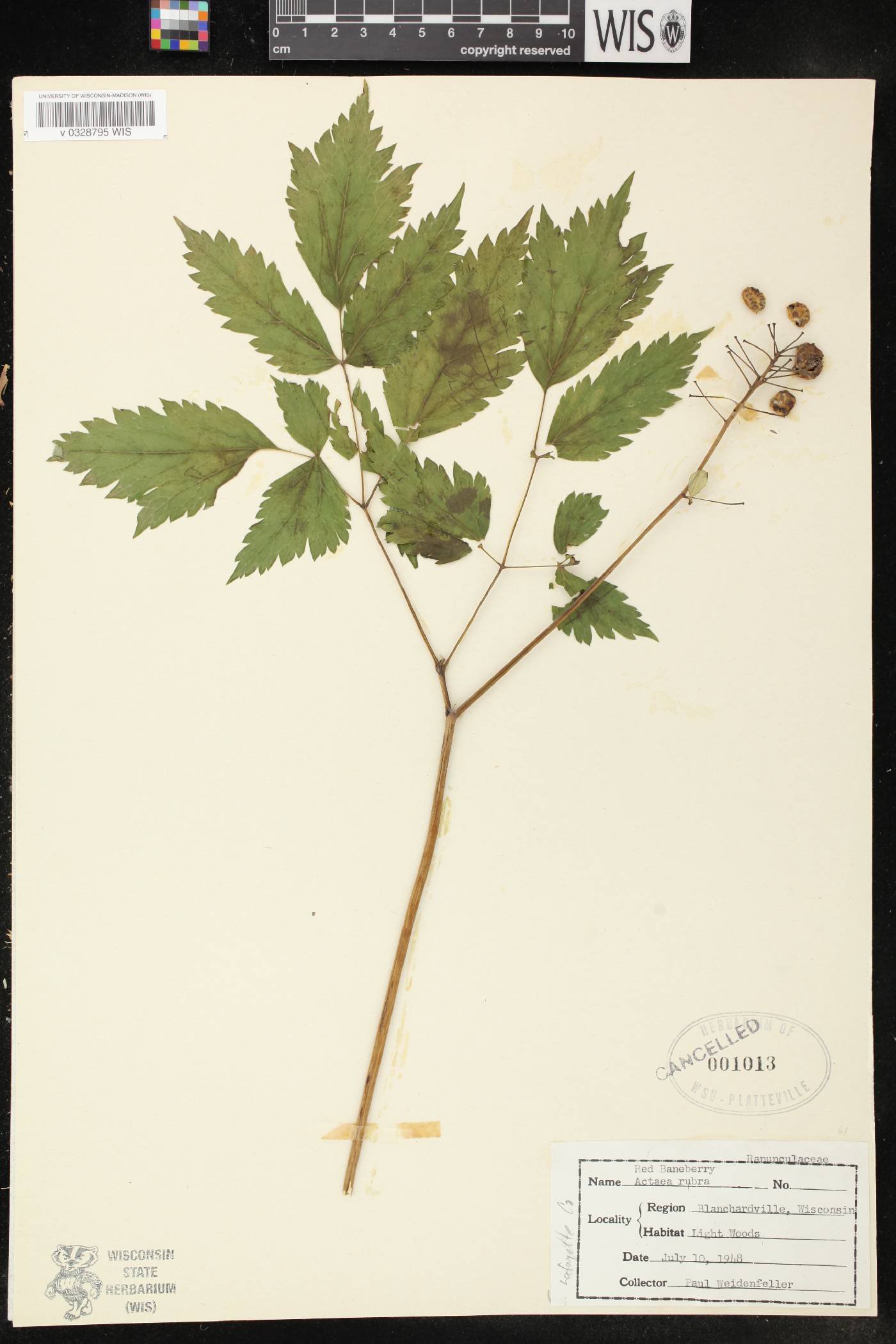 Actaea rubra image