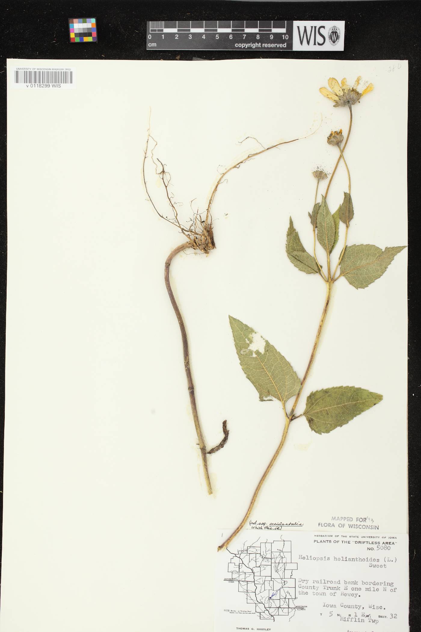 Heliopsis helianthoides var. scabra image