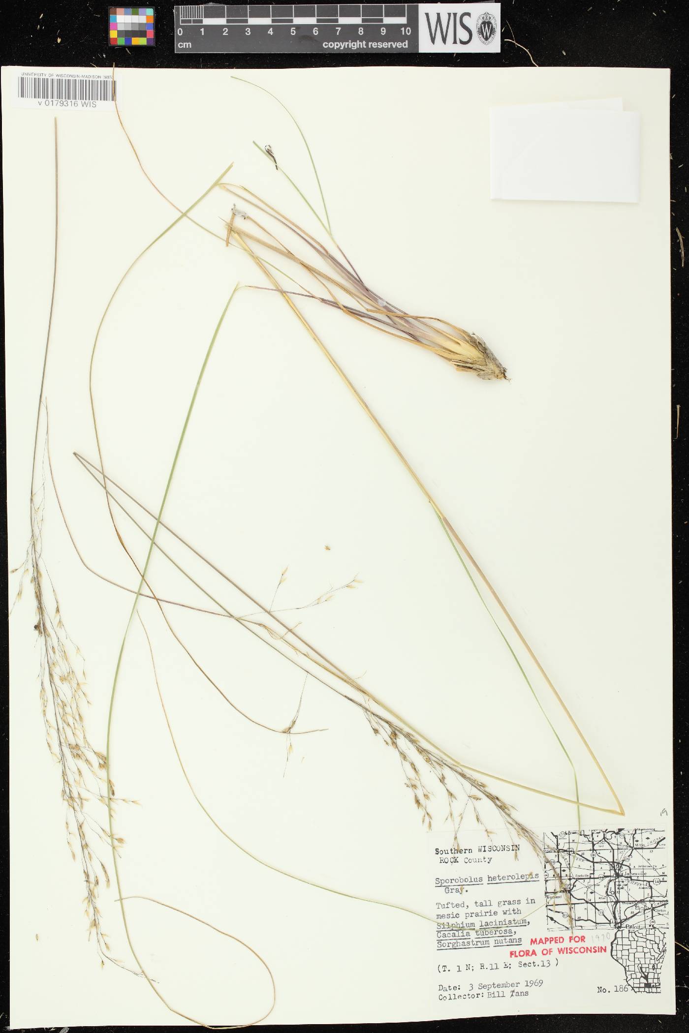 Sporobolus heterolepis image