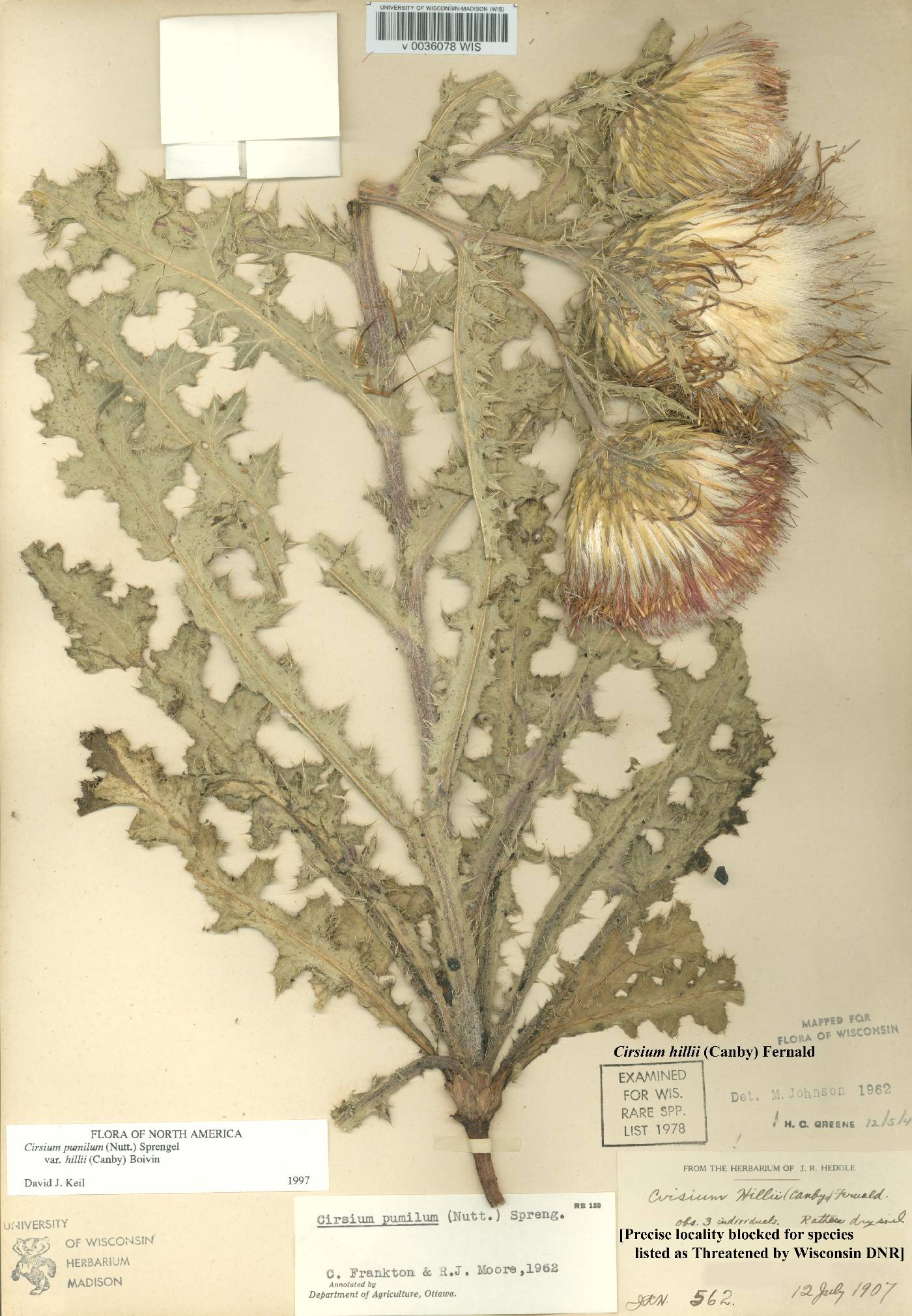 Cirsium pumilum image