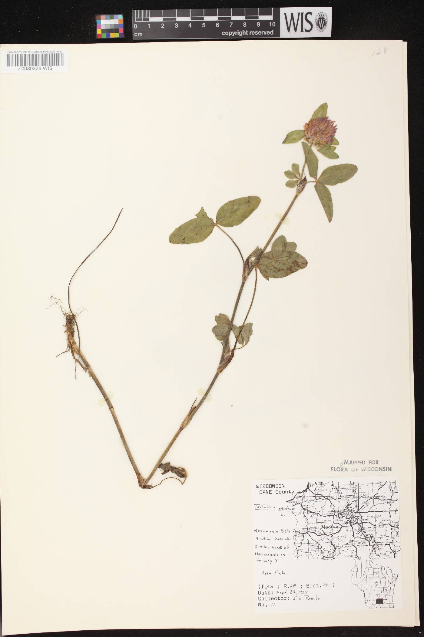 Trifolium pratense image