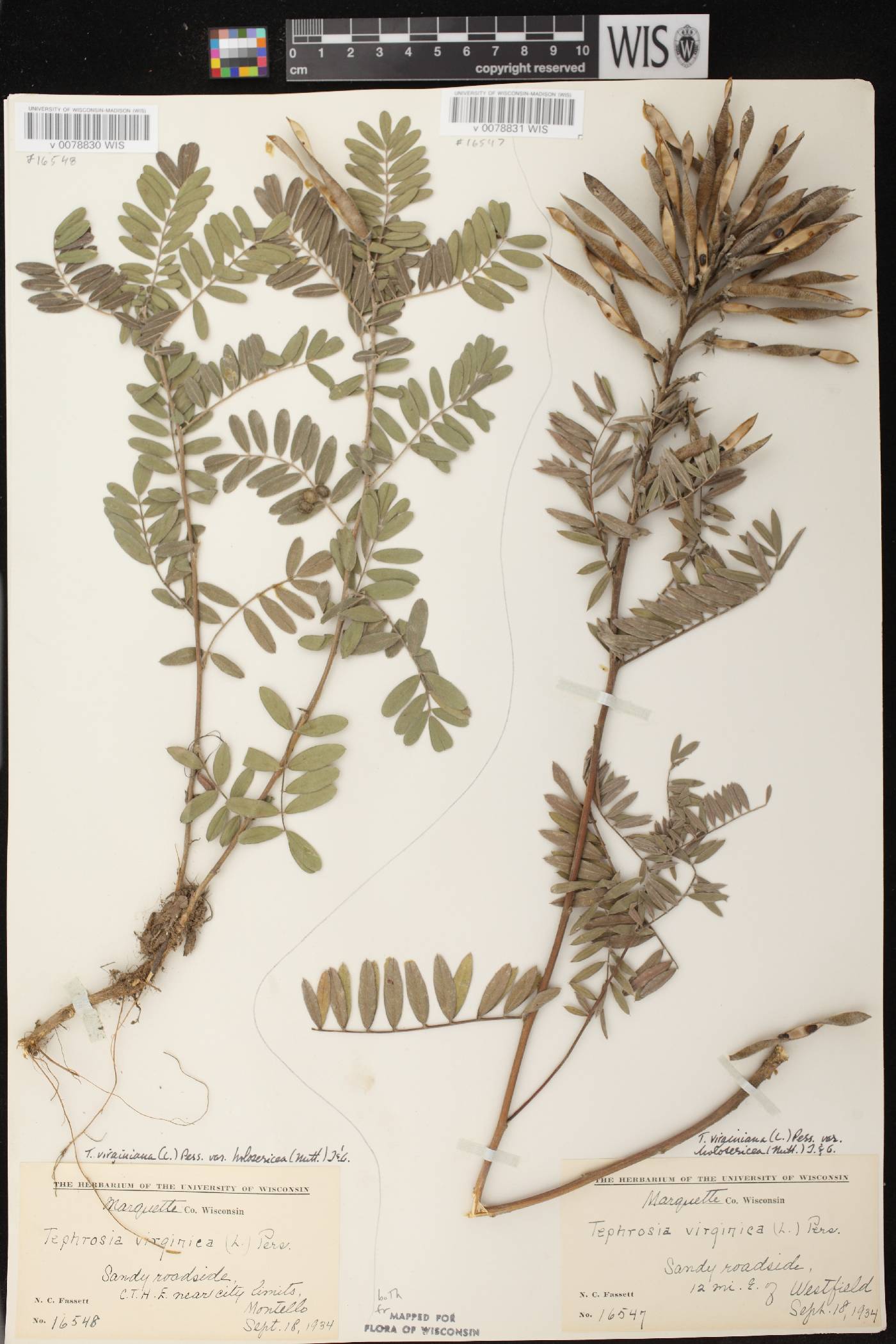 Tephrosia virginiana image