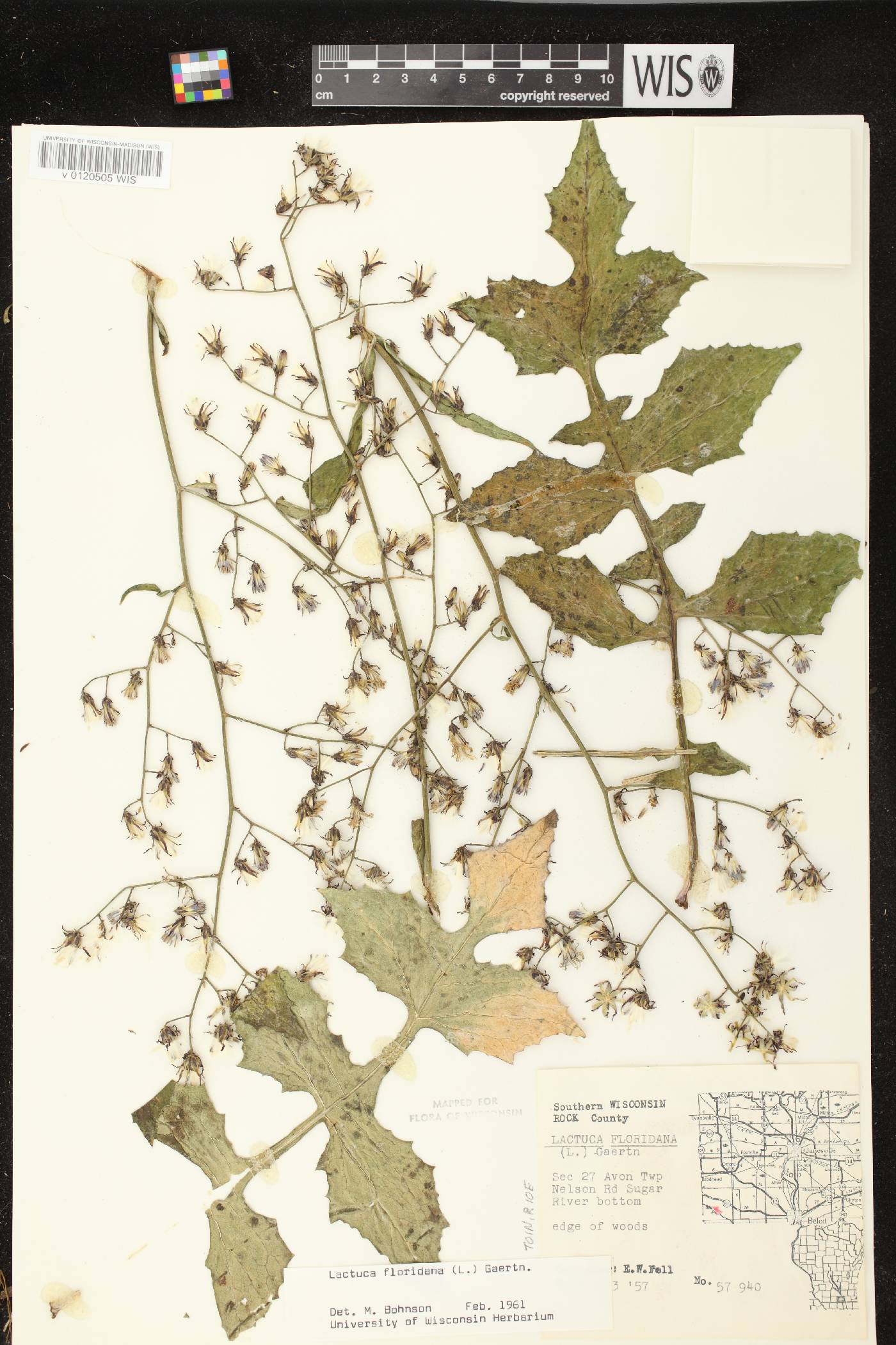 Lactuca floridana image