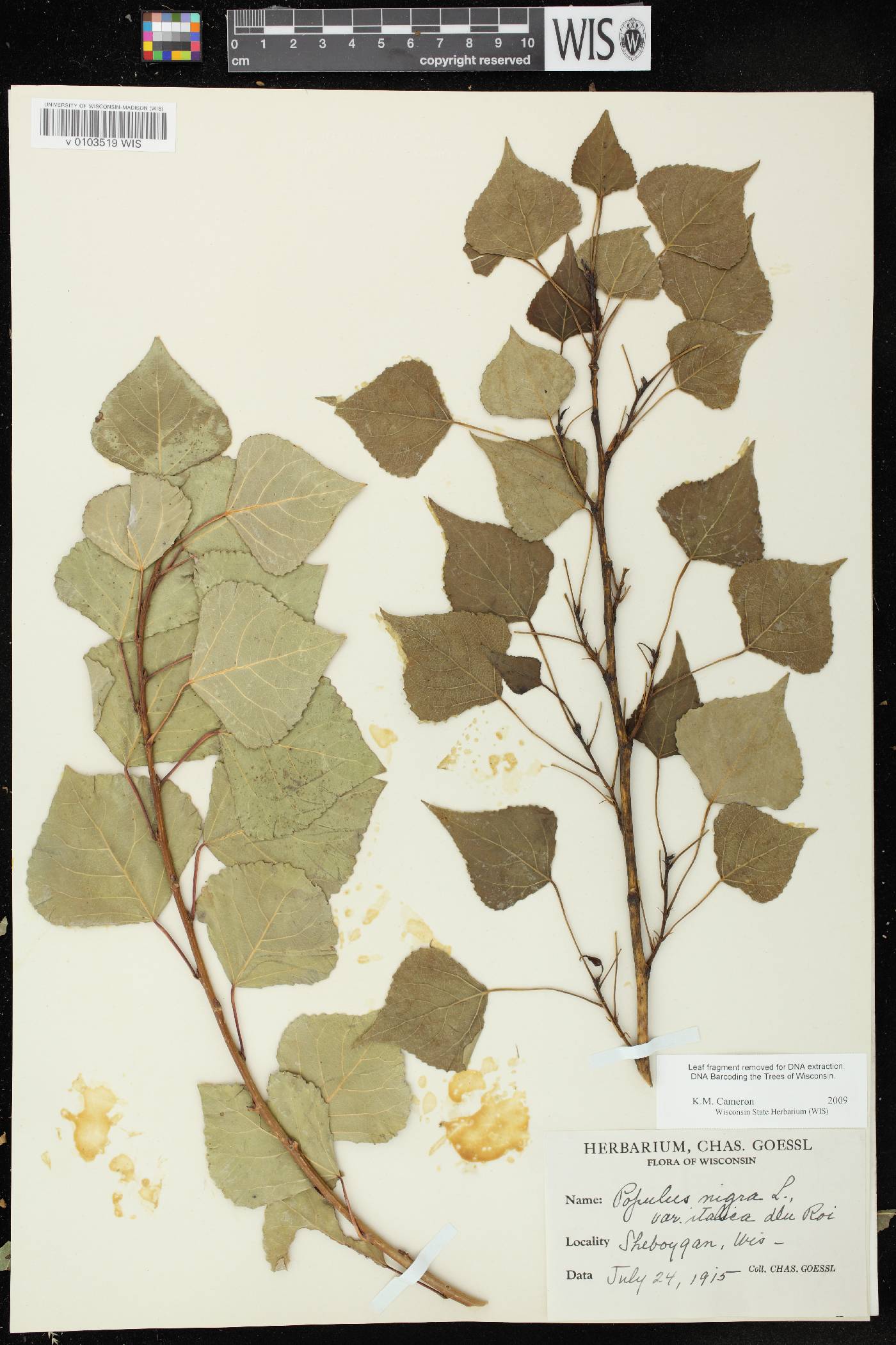 Populus nigra image