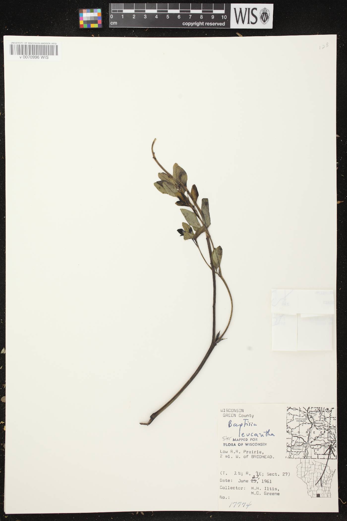Baptisia lactea image
