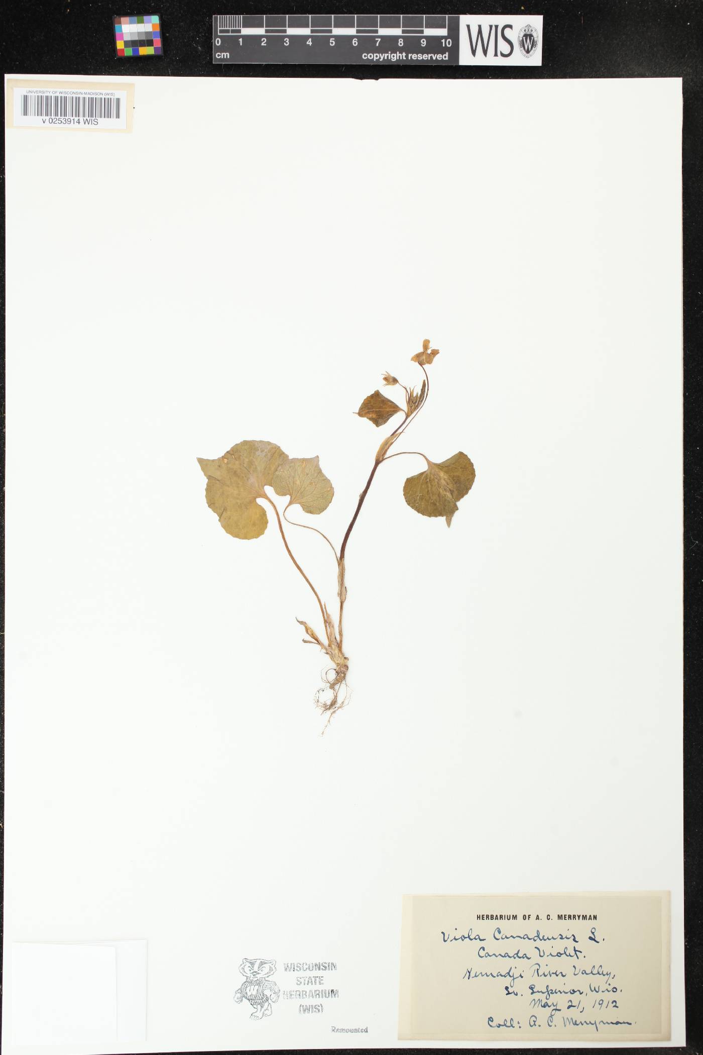 Viola canadensis image