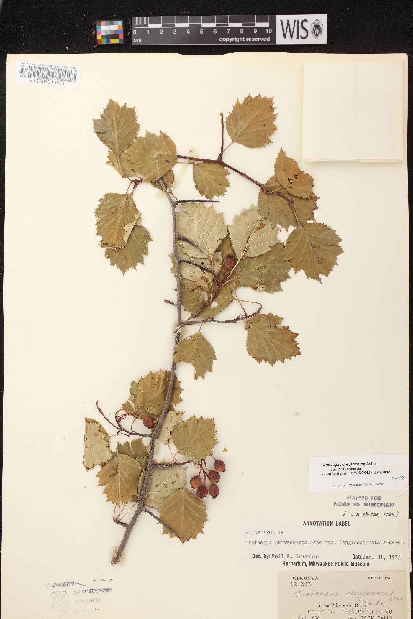 Crataegus chrysocarpa var. chrysocarpa image