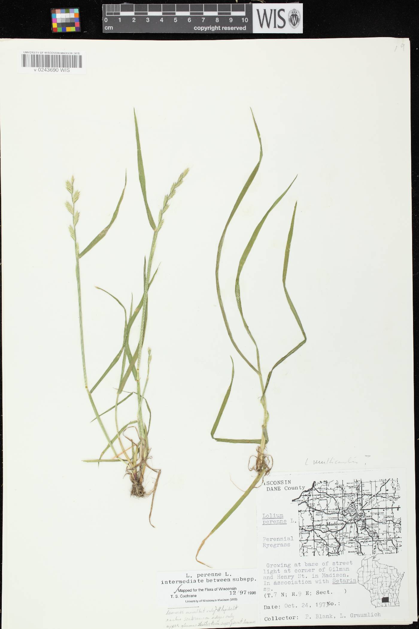 Lolium perenne image