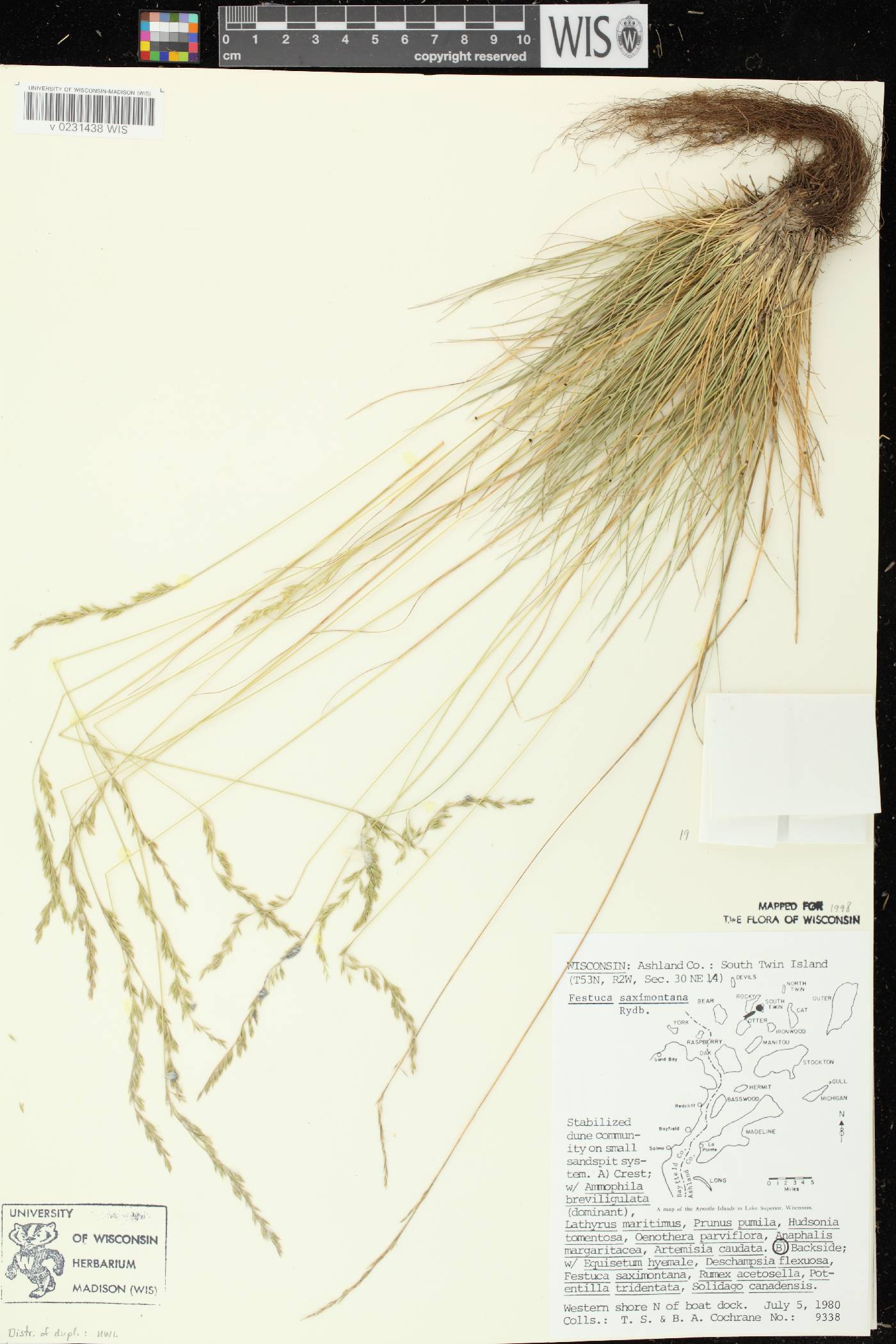 Festuca saximontana subsp. saximontana image