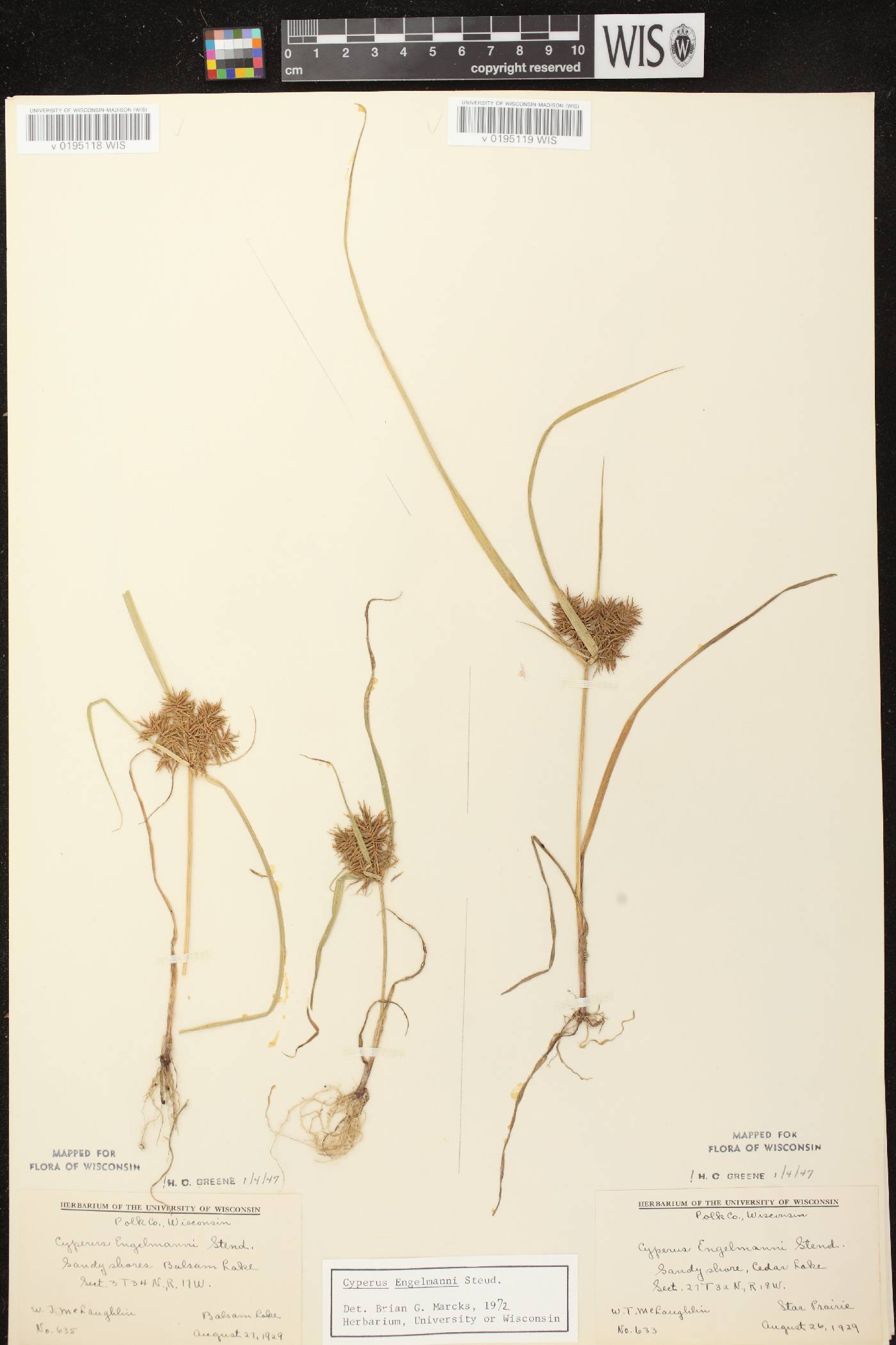Cyperus odoratus image