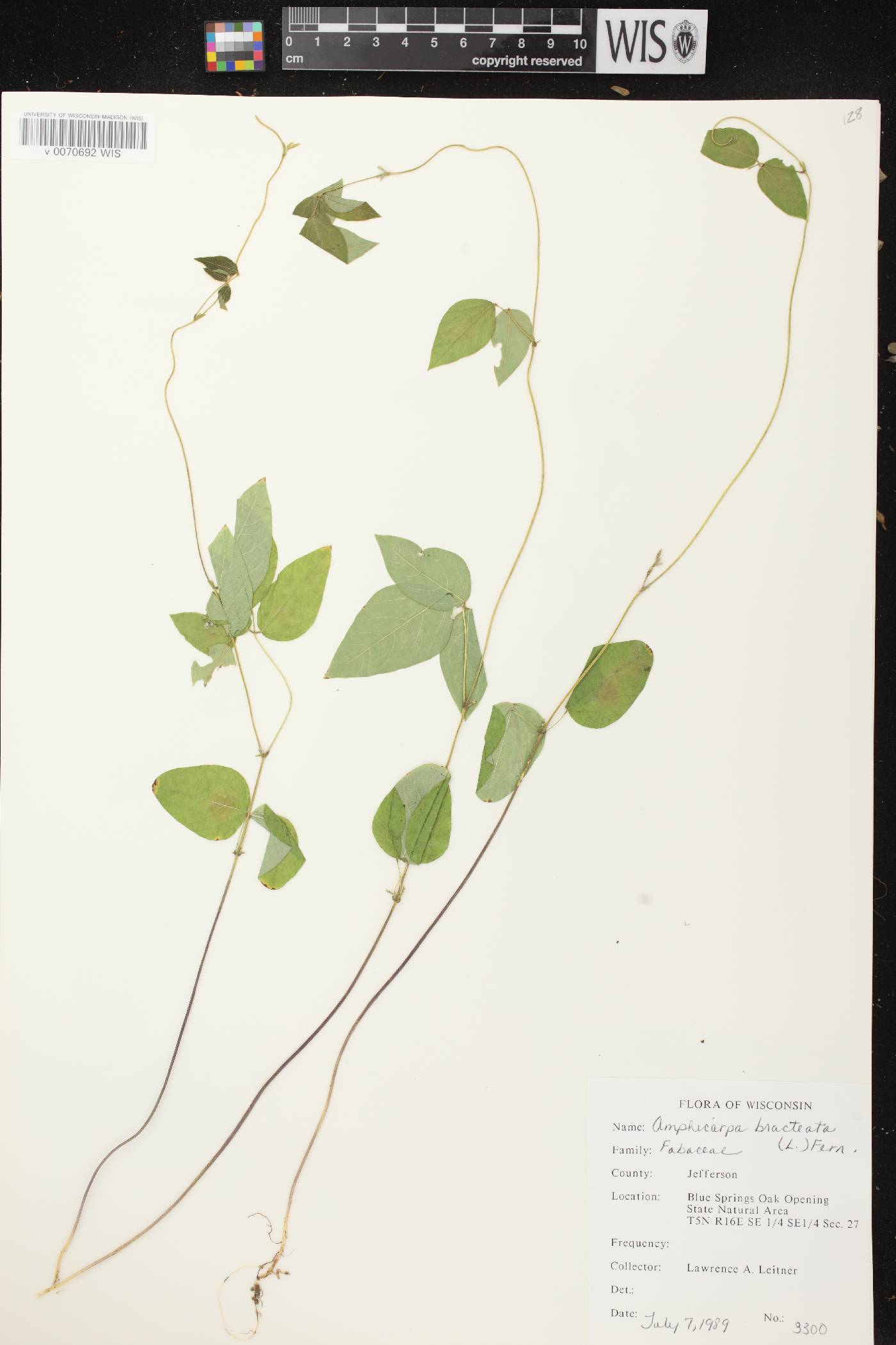 Amphicarpaea bracteata image