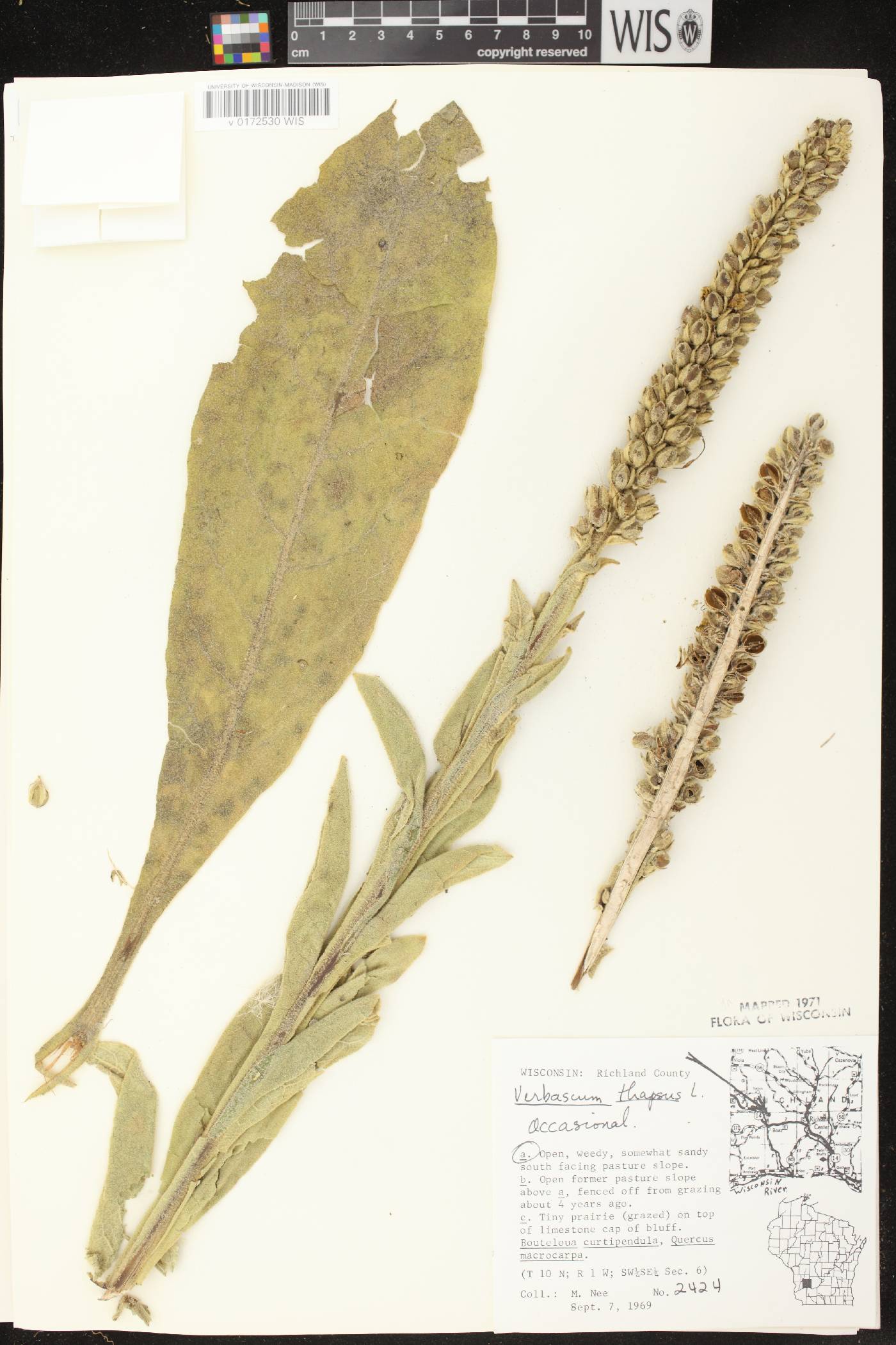 Verbascum thapsus image
