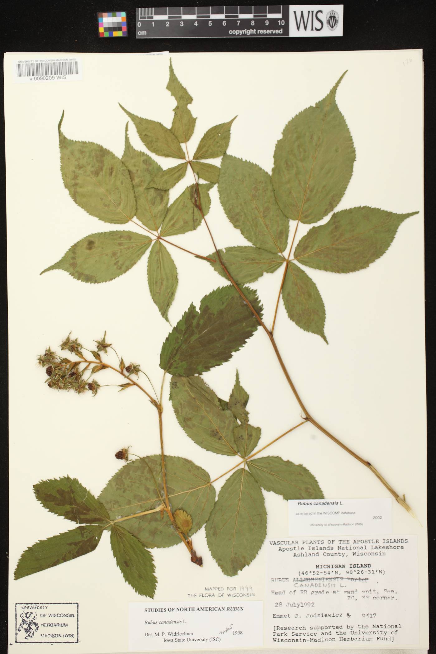 Rubus canadensis image