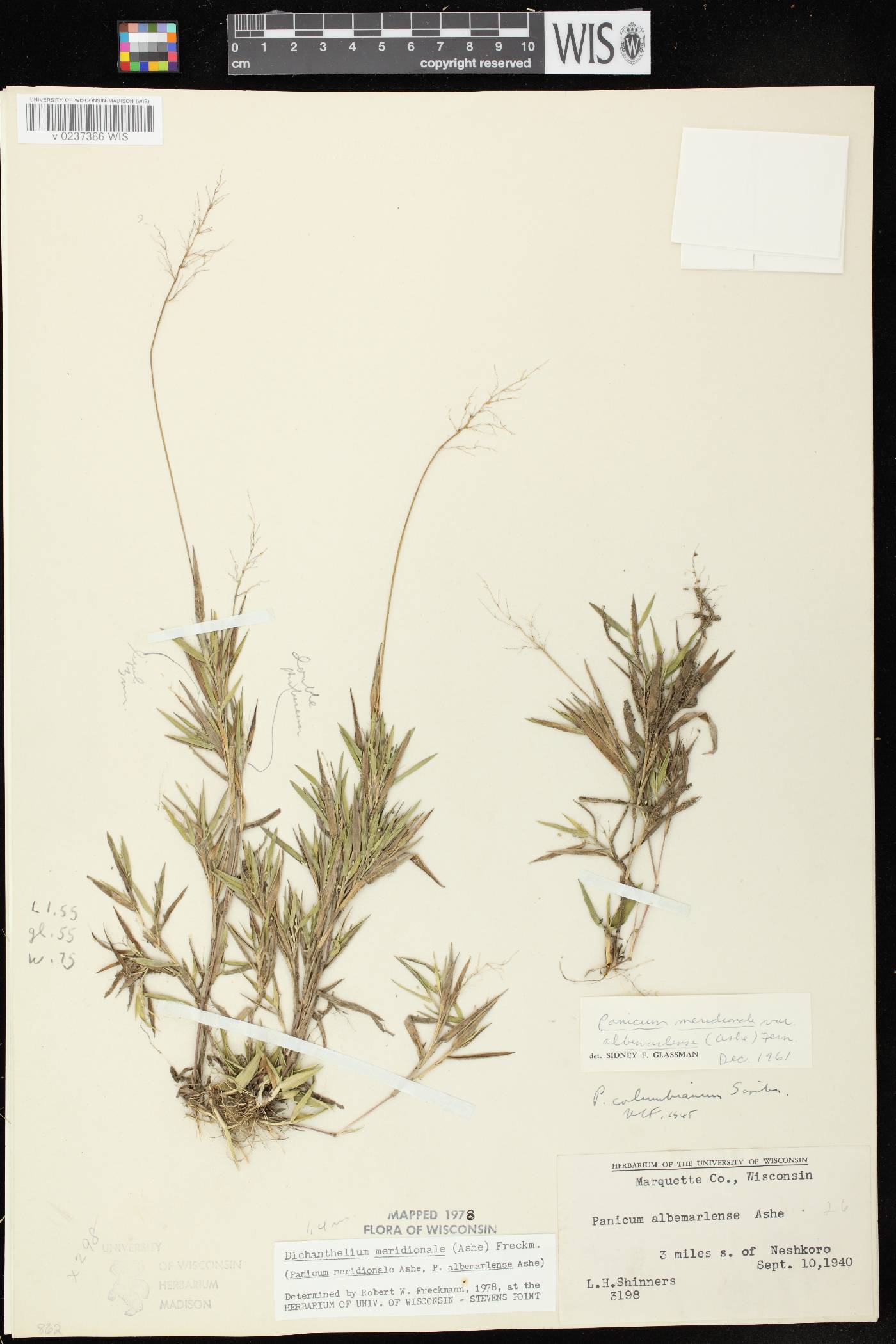 Dichanthelium meridionale image