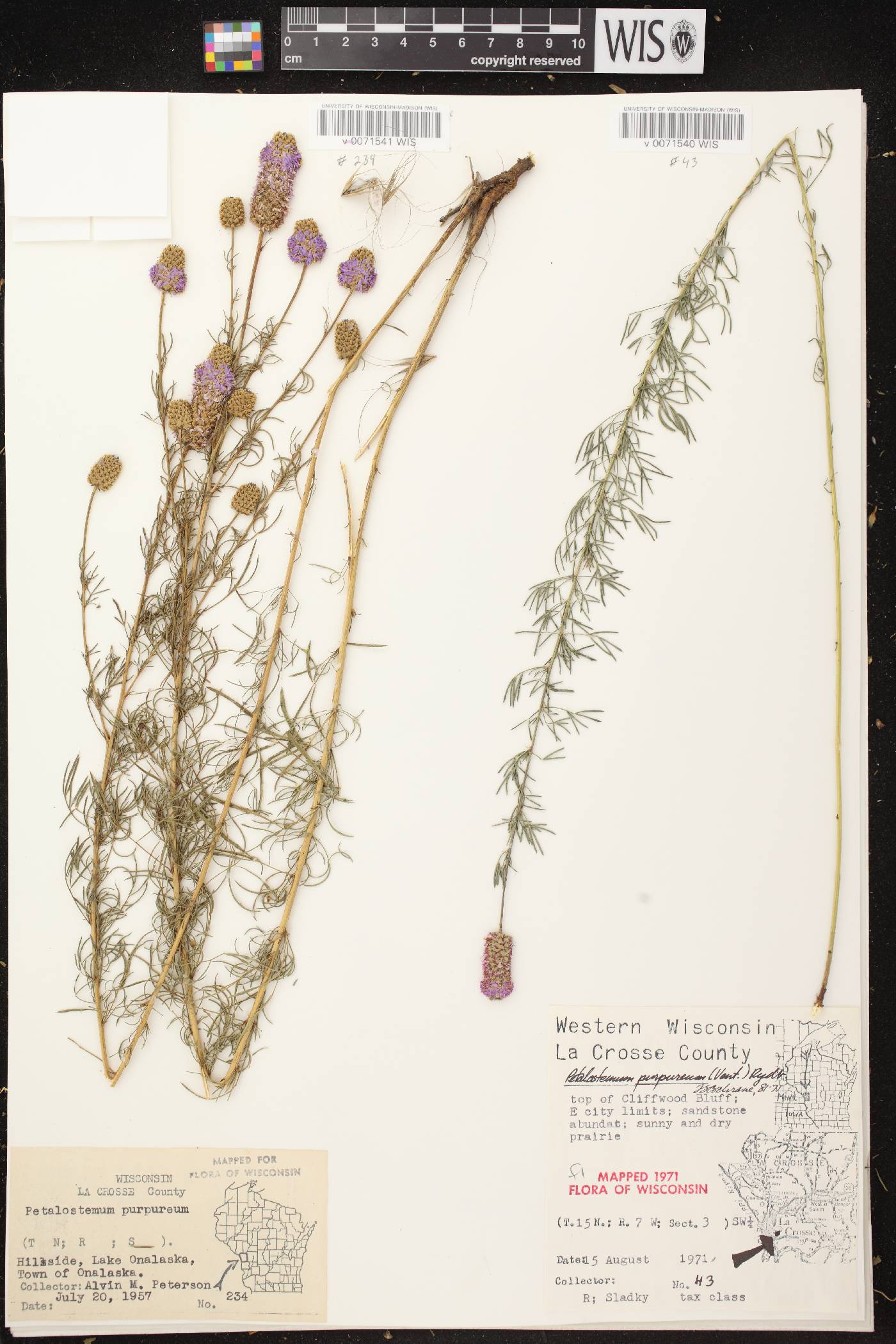 Dalea purpurea var. purpurea image