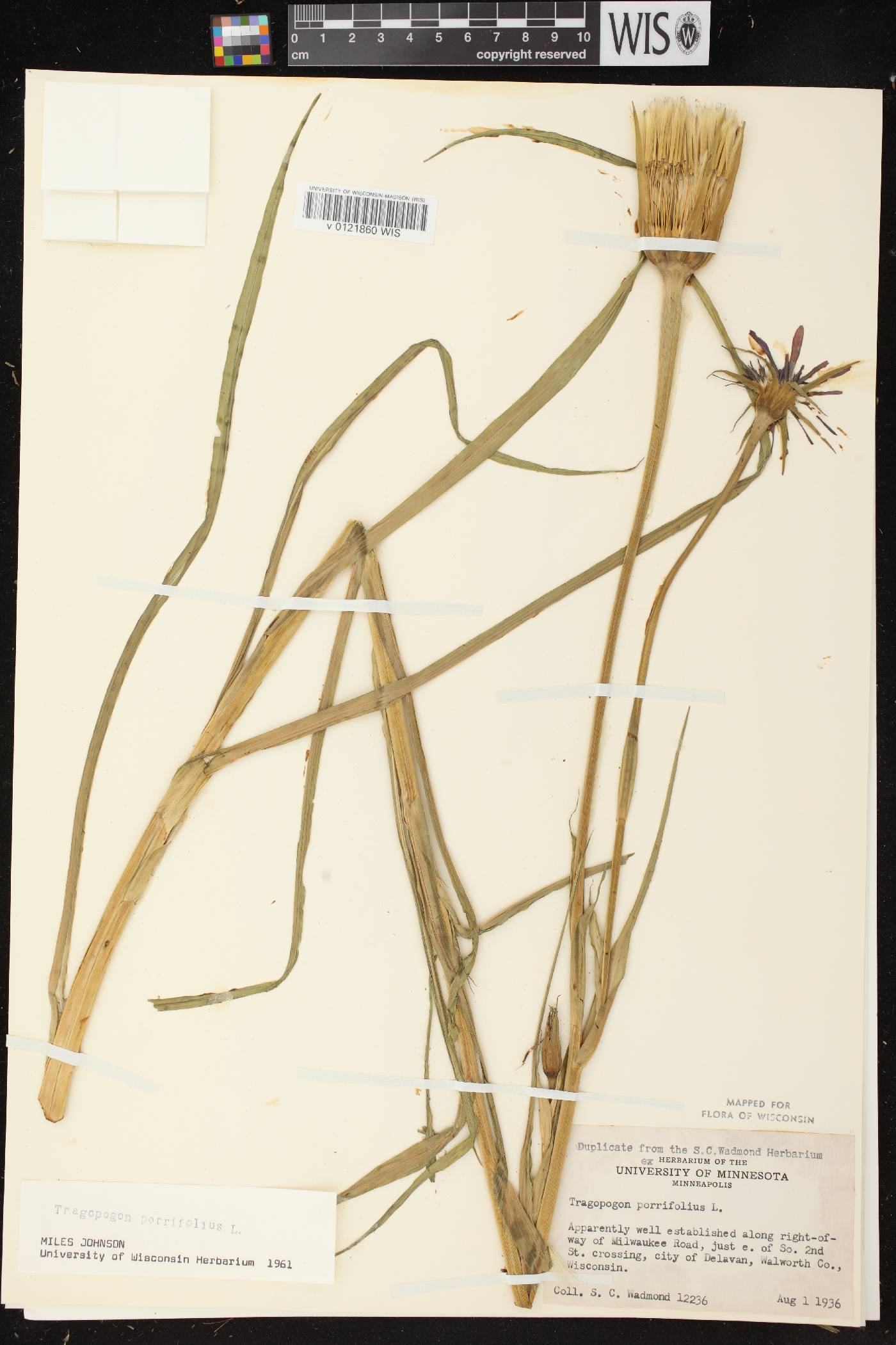 Tragopogon porrifolius image