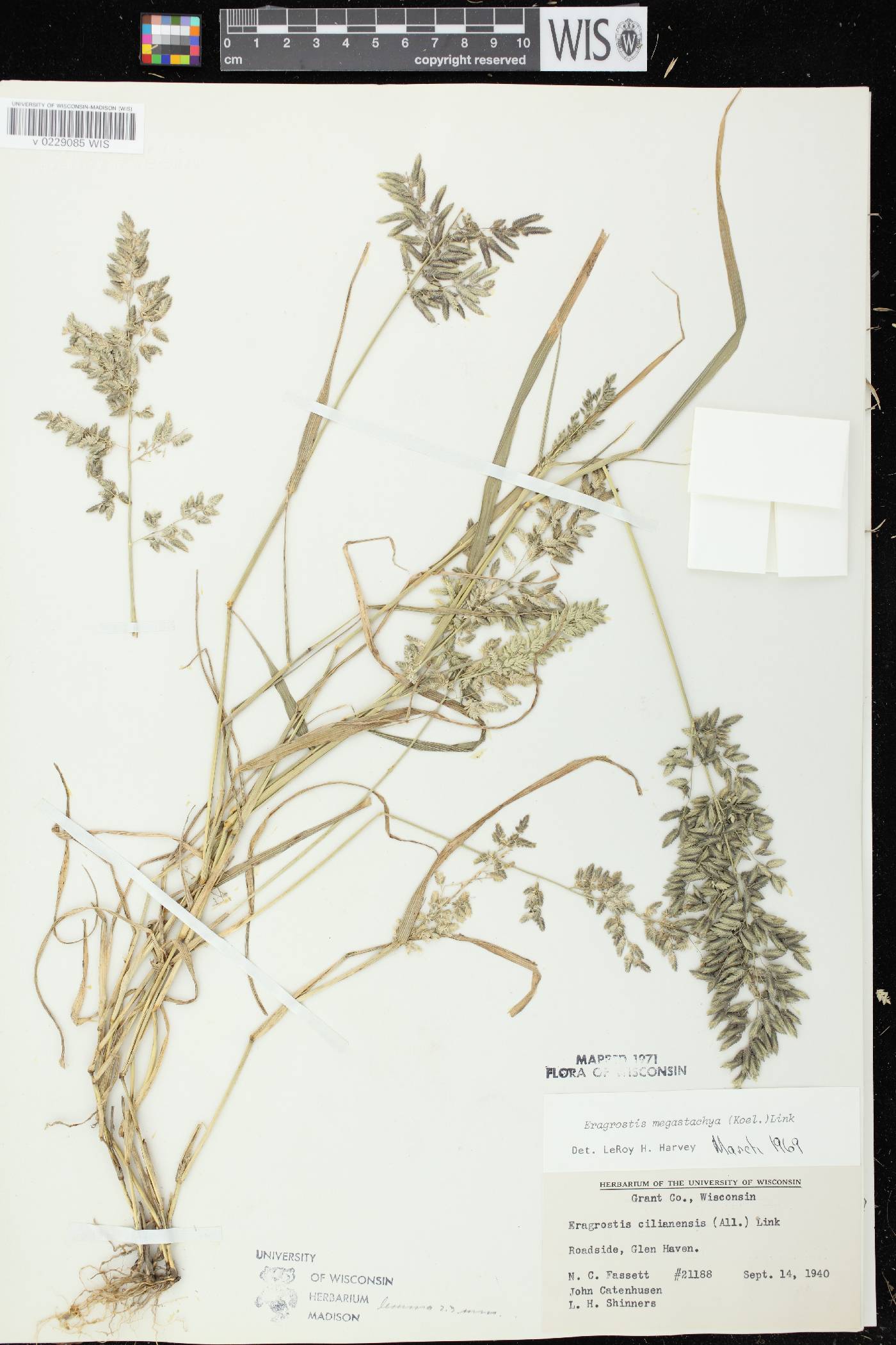 Eragrostis cilianensis image