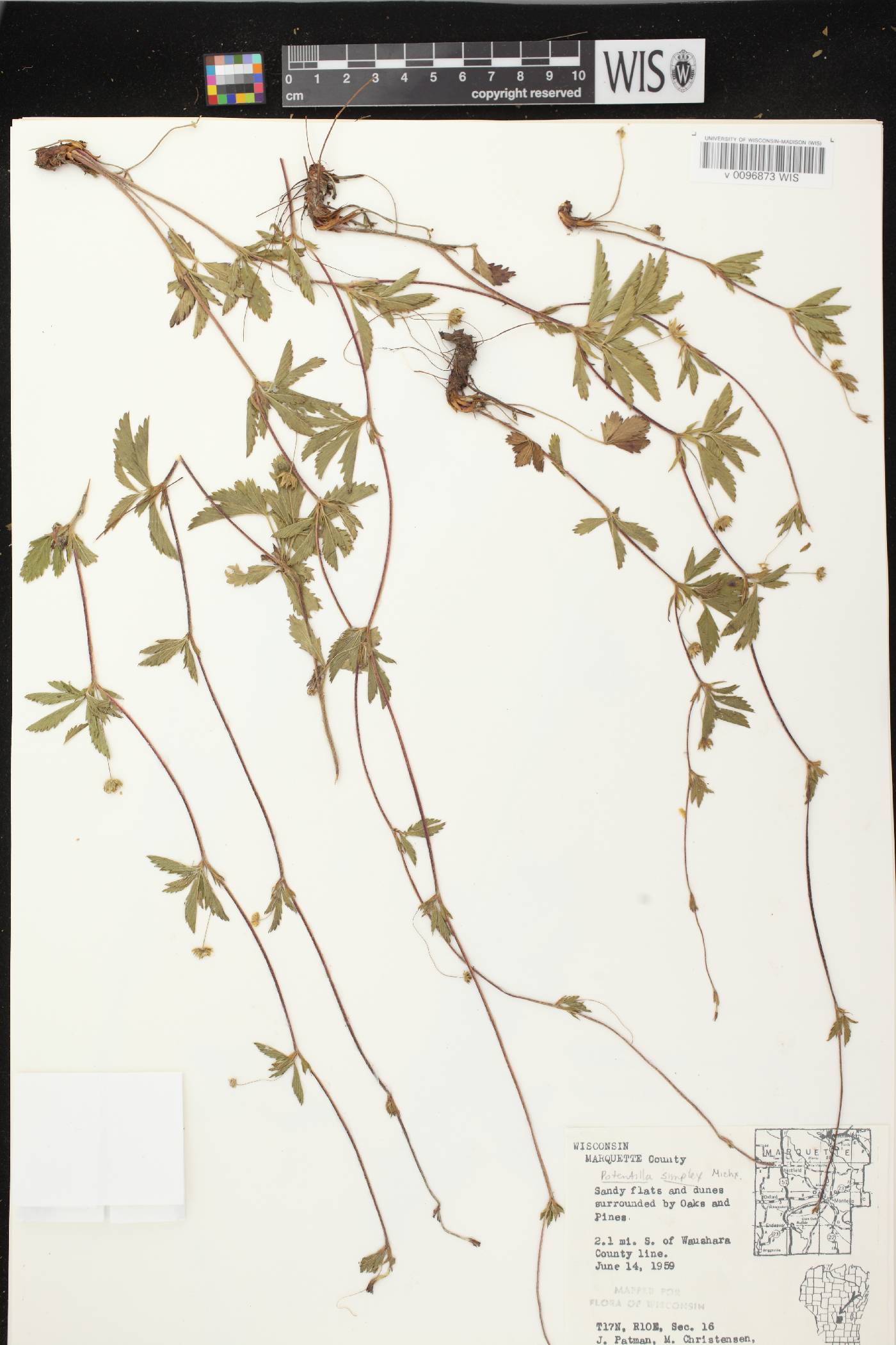 Potentilla simplex image