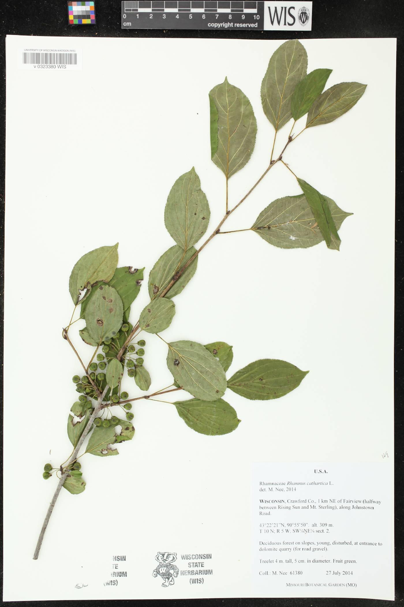 Rhamnus cathartica image