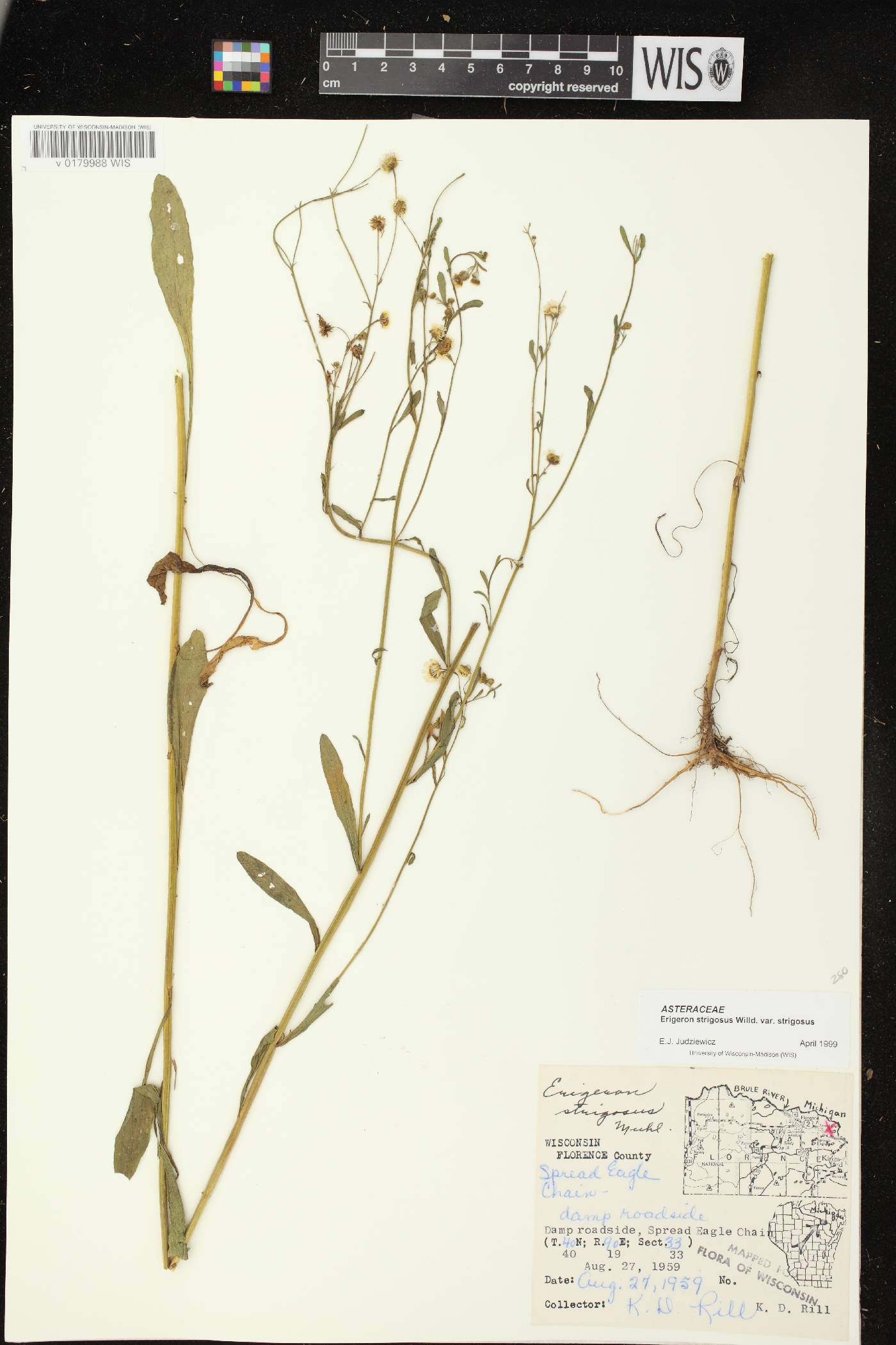 Erigeron strigosus image