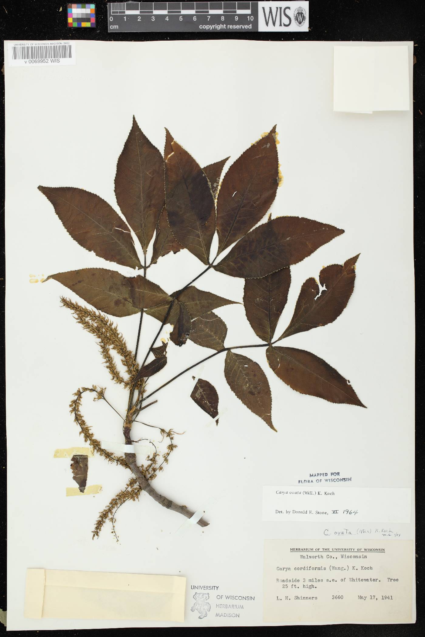 Carya ovata image