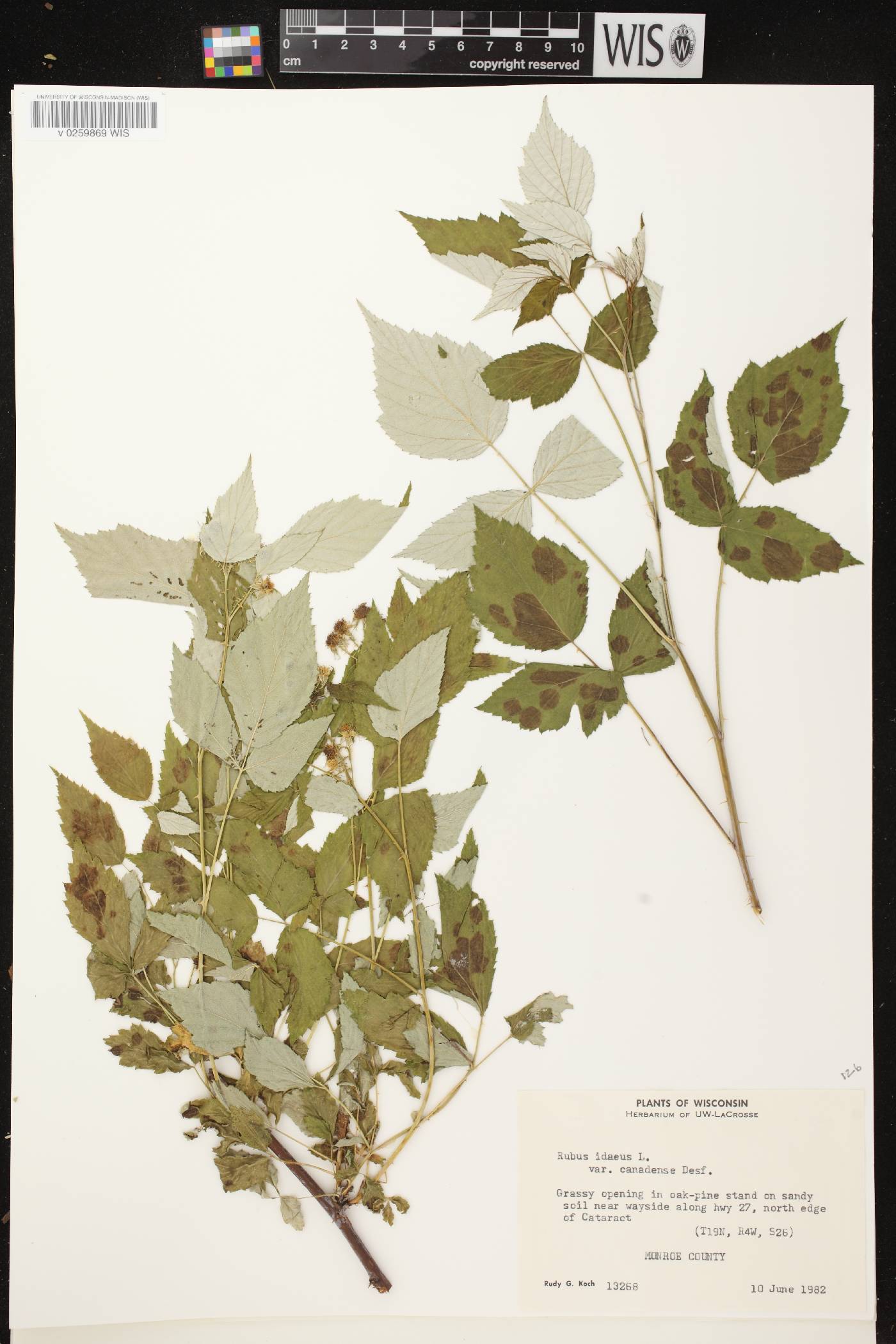 Rubus idaeus subsp. strigosus image