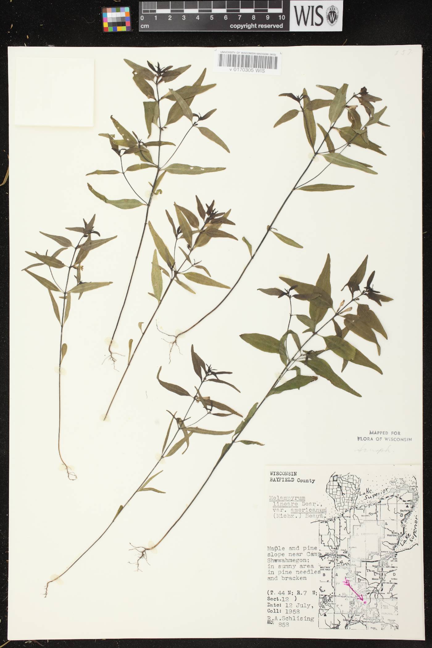 Melampyrum lineare image