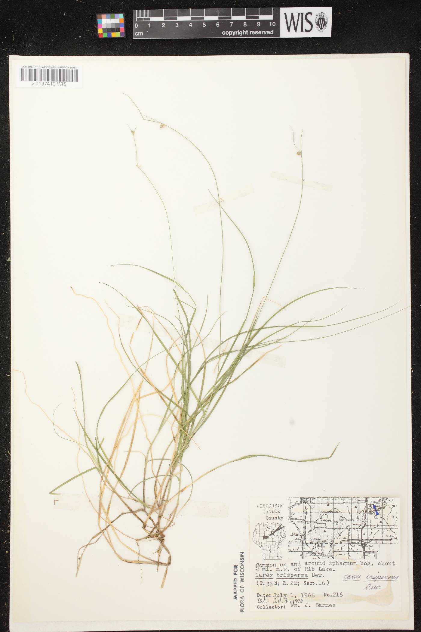 Carex trisperma image
