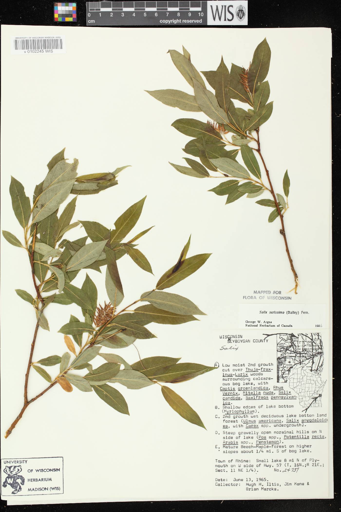 Salix serissima image