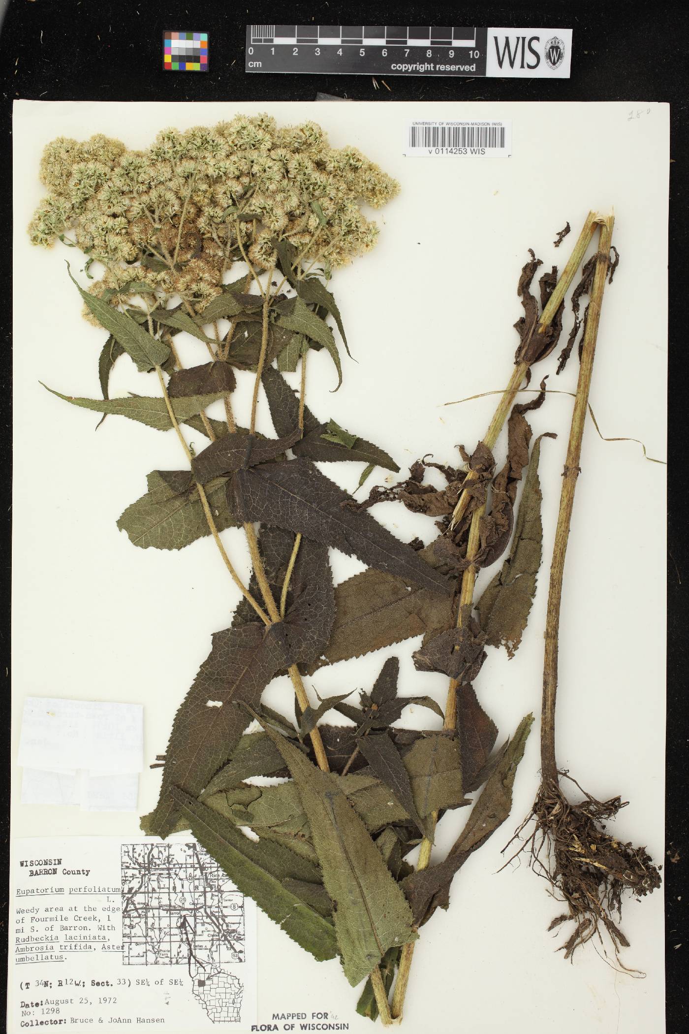 Eupatorium perfoliatum image