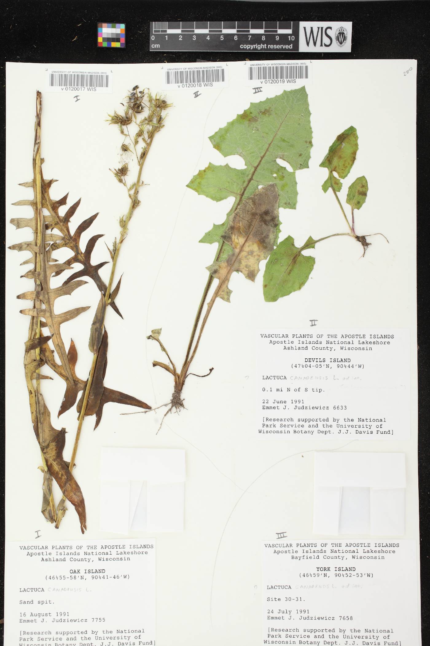 Lactuca canadensis image