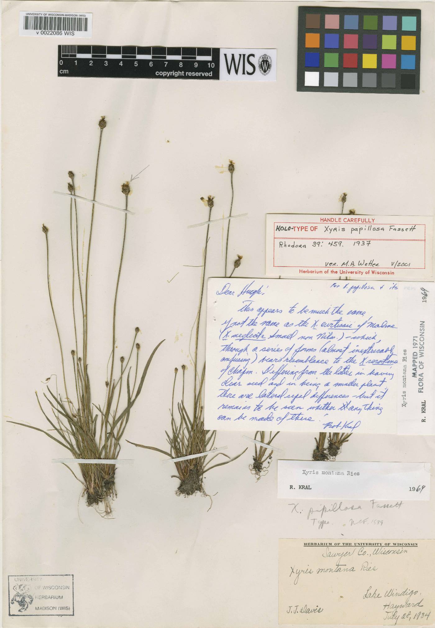 Xyris montana image