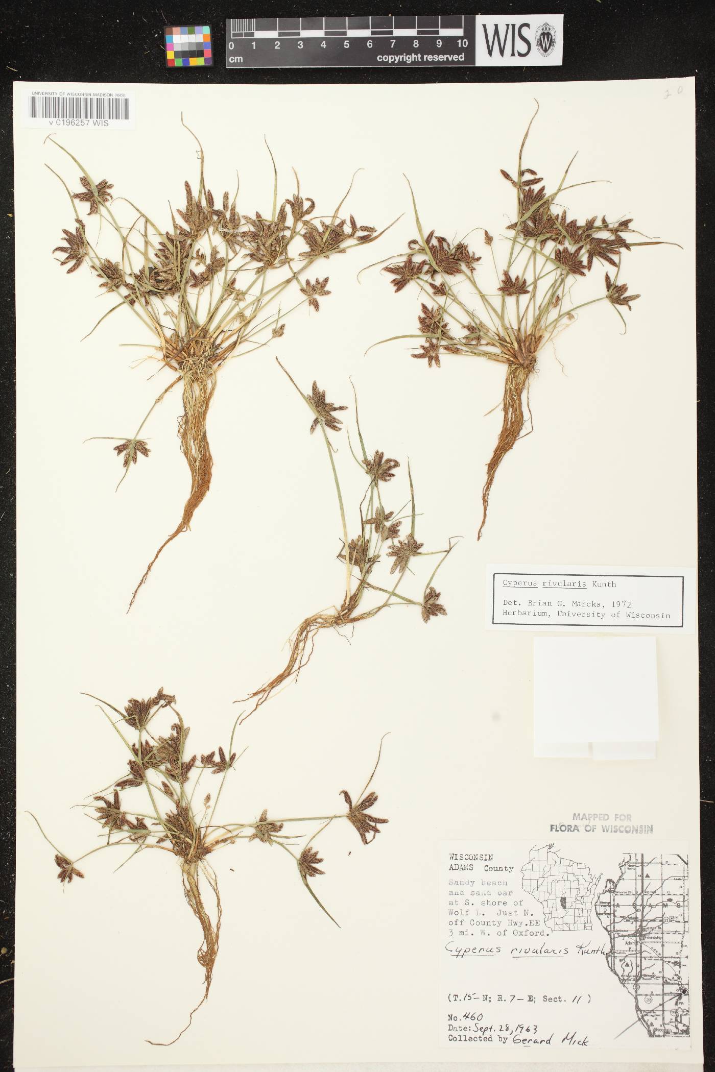 Cyperus bipartitus image