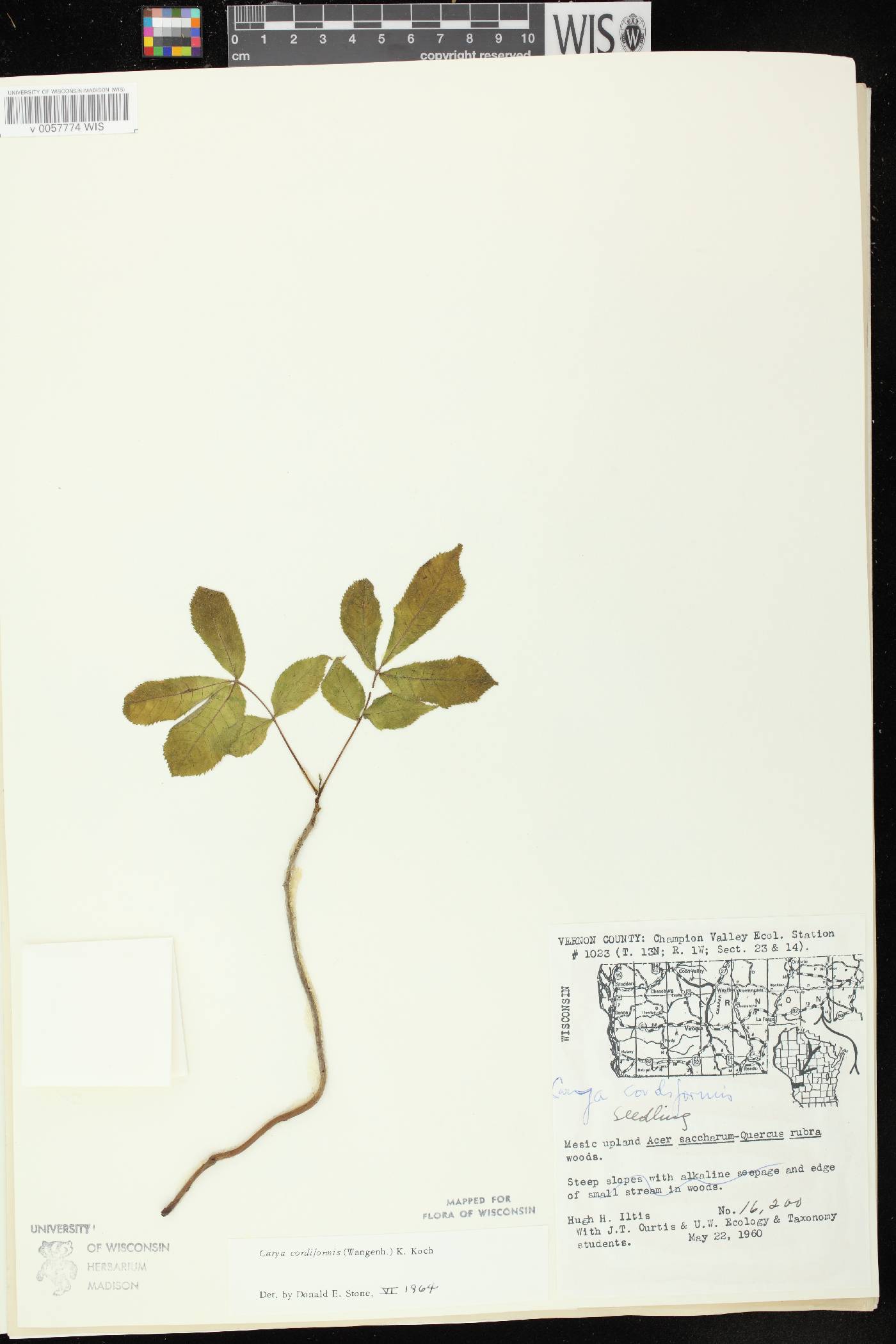 Carya cordiformis image