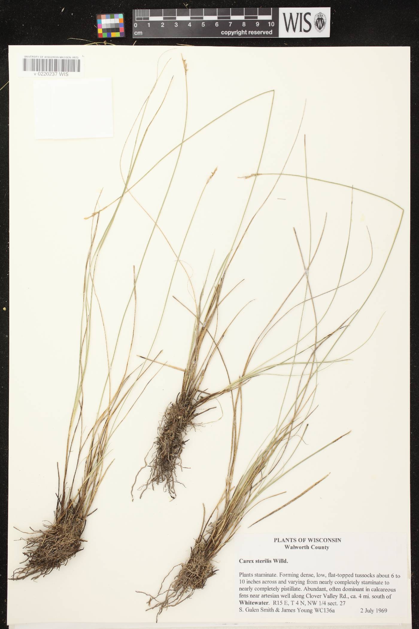 Carex sterilis image
