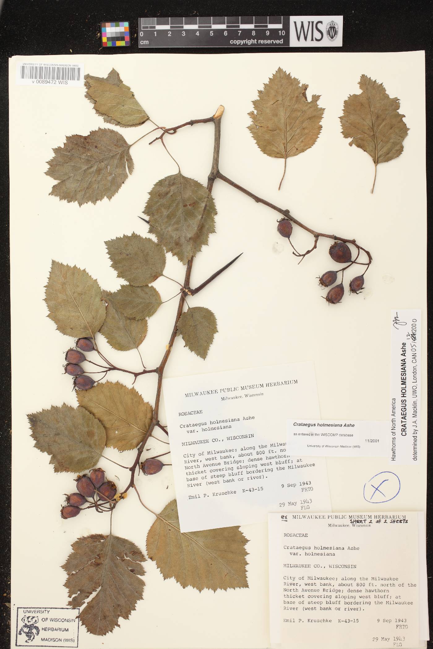 Crataegus holmesiana image