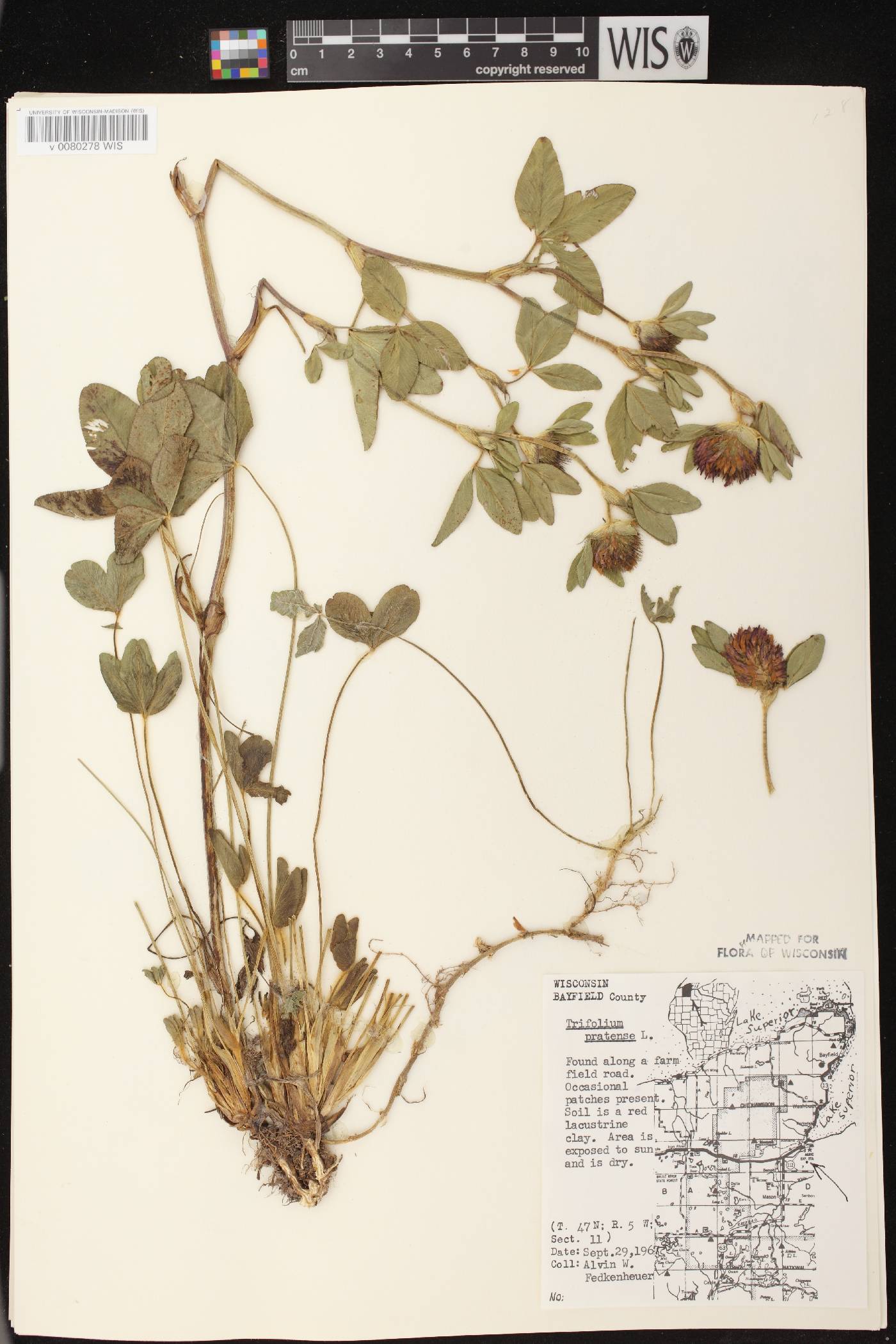 Trifolium pratense image
