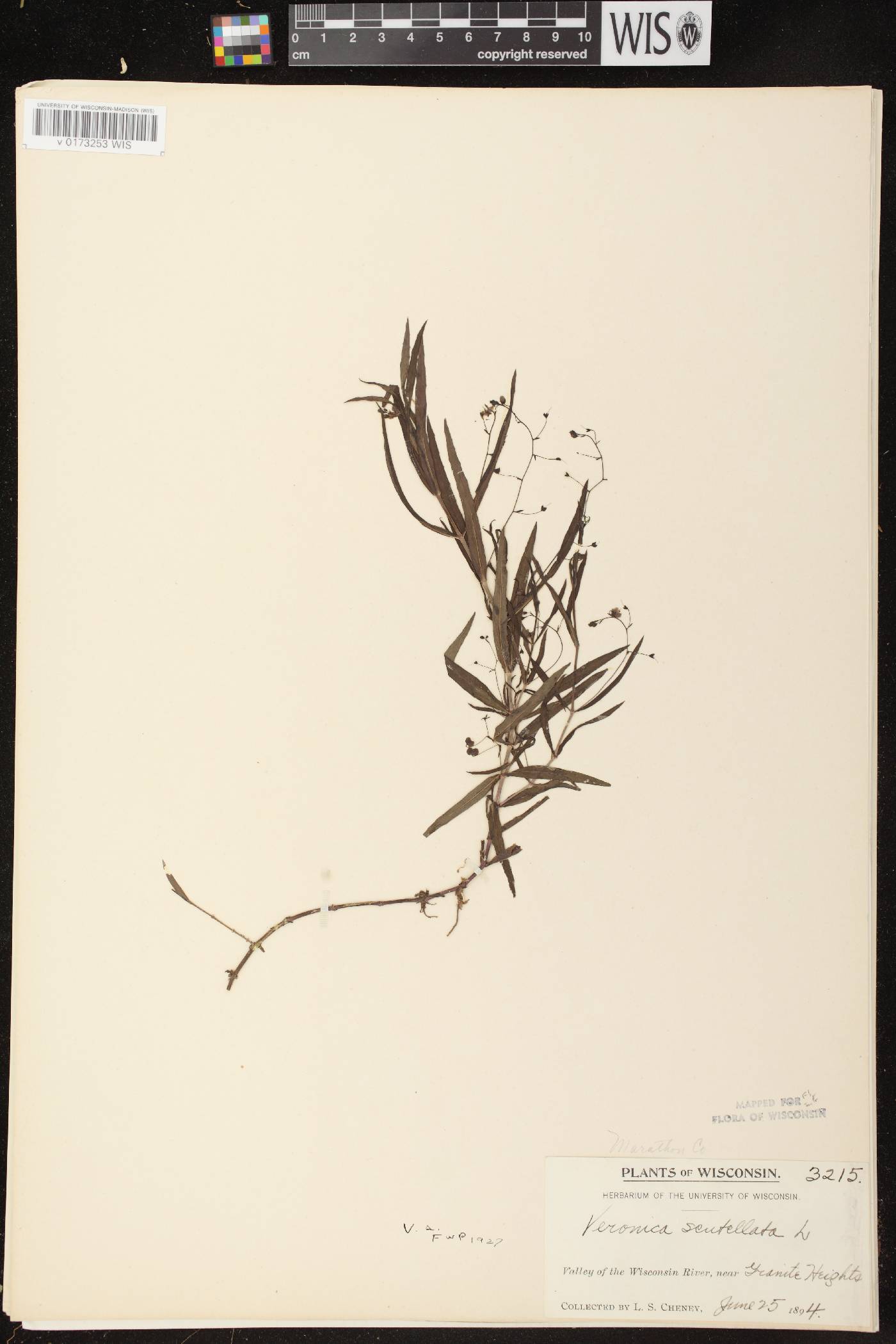 Veronica scutellata image
