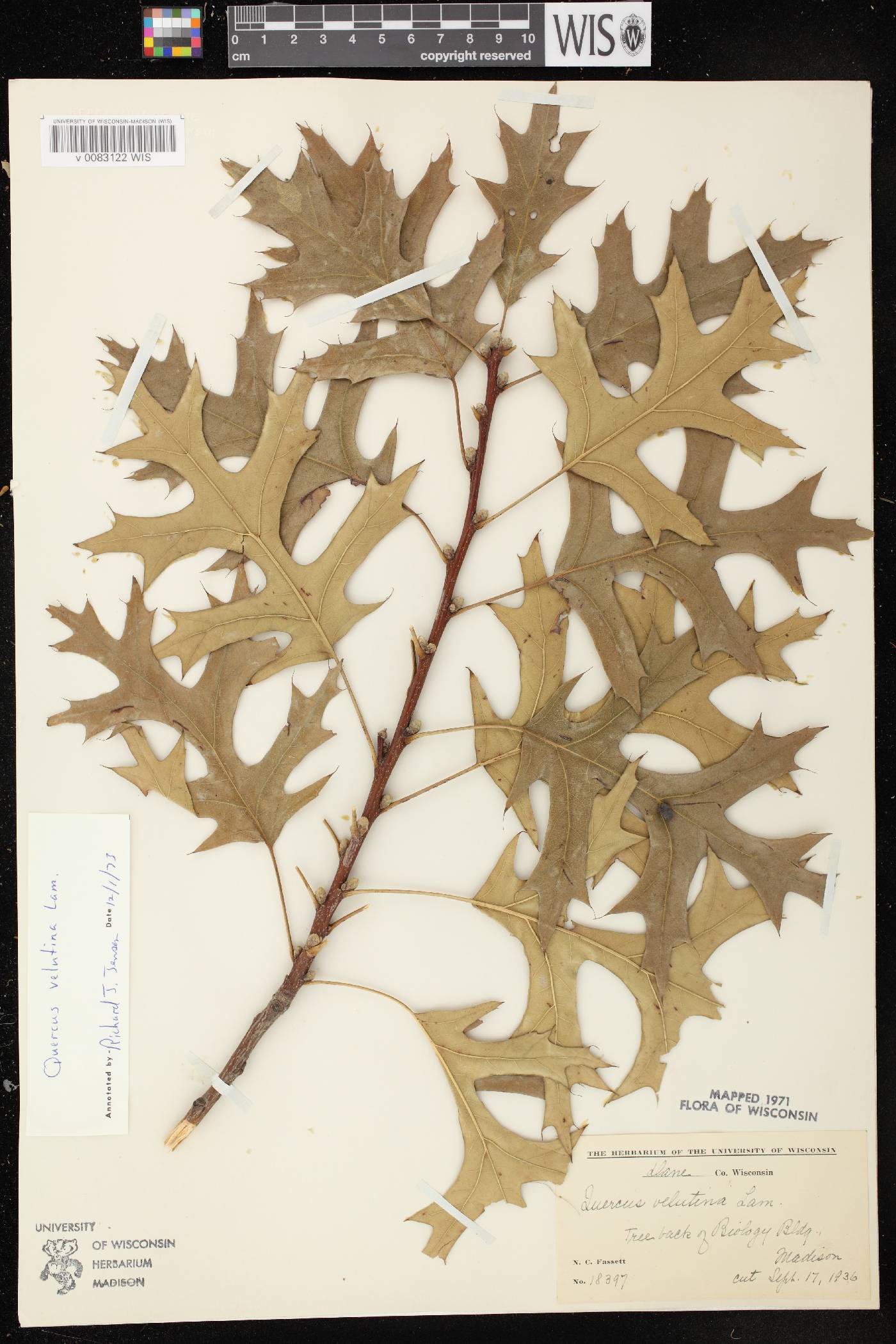 Quercus velutina image