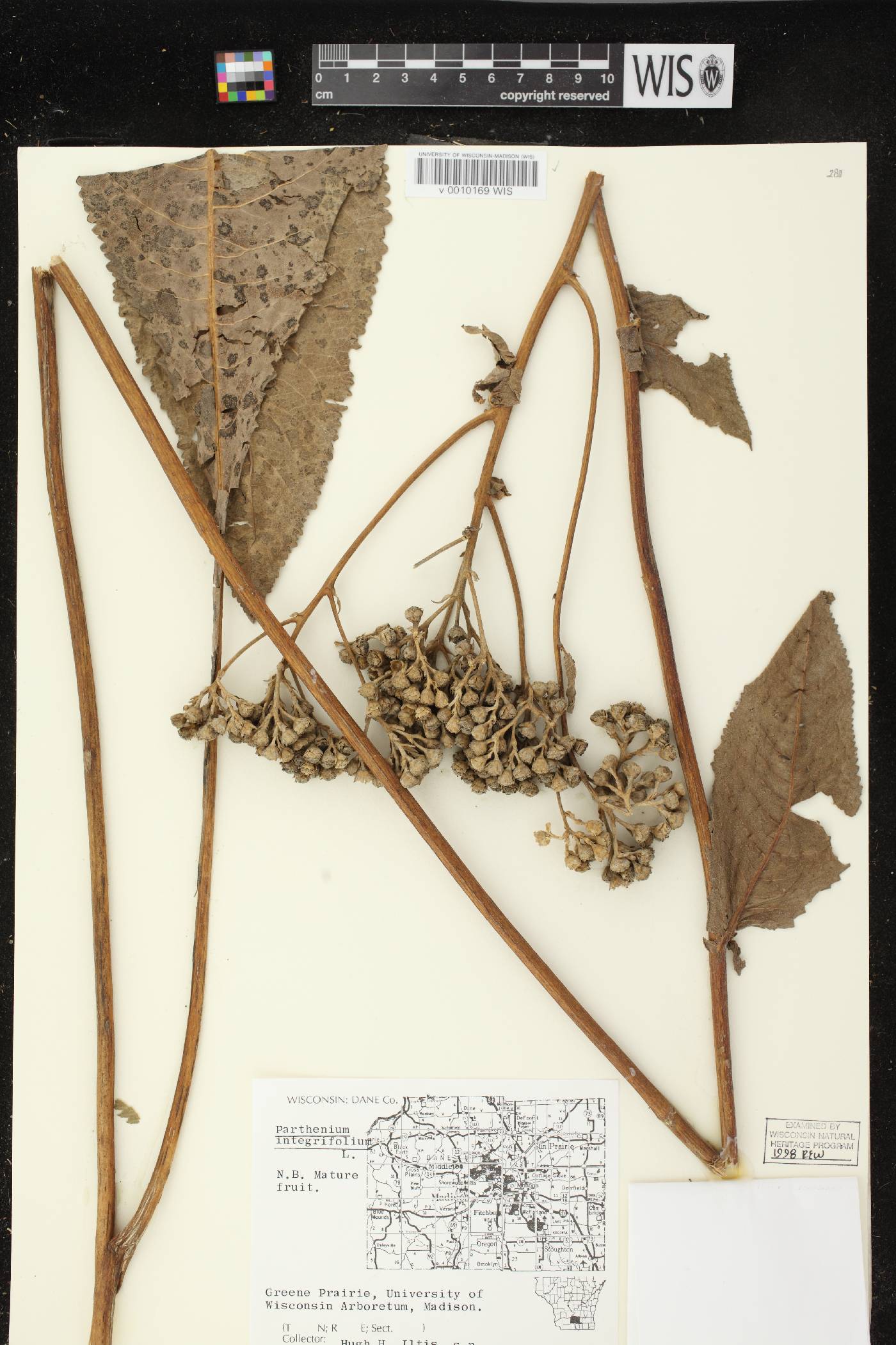 Parthenium integrifolium image