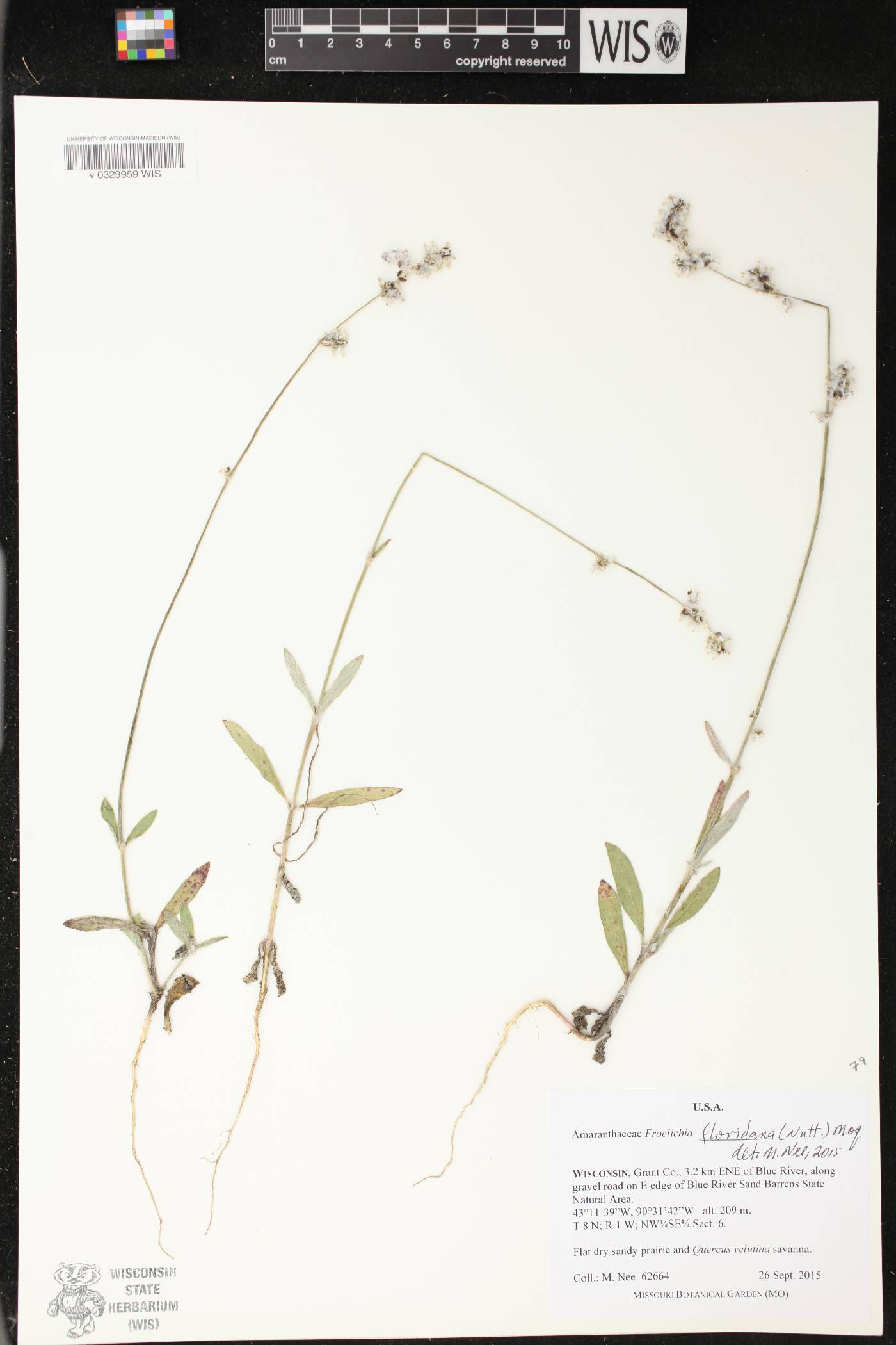 Froelichia floridana image