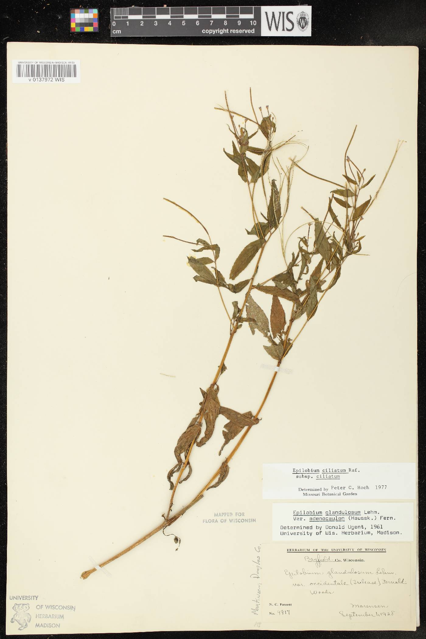 Epilobium ciliatum subsp. ciliatum image